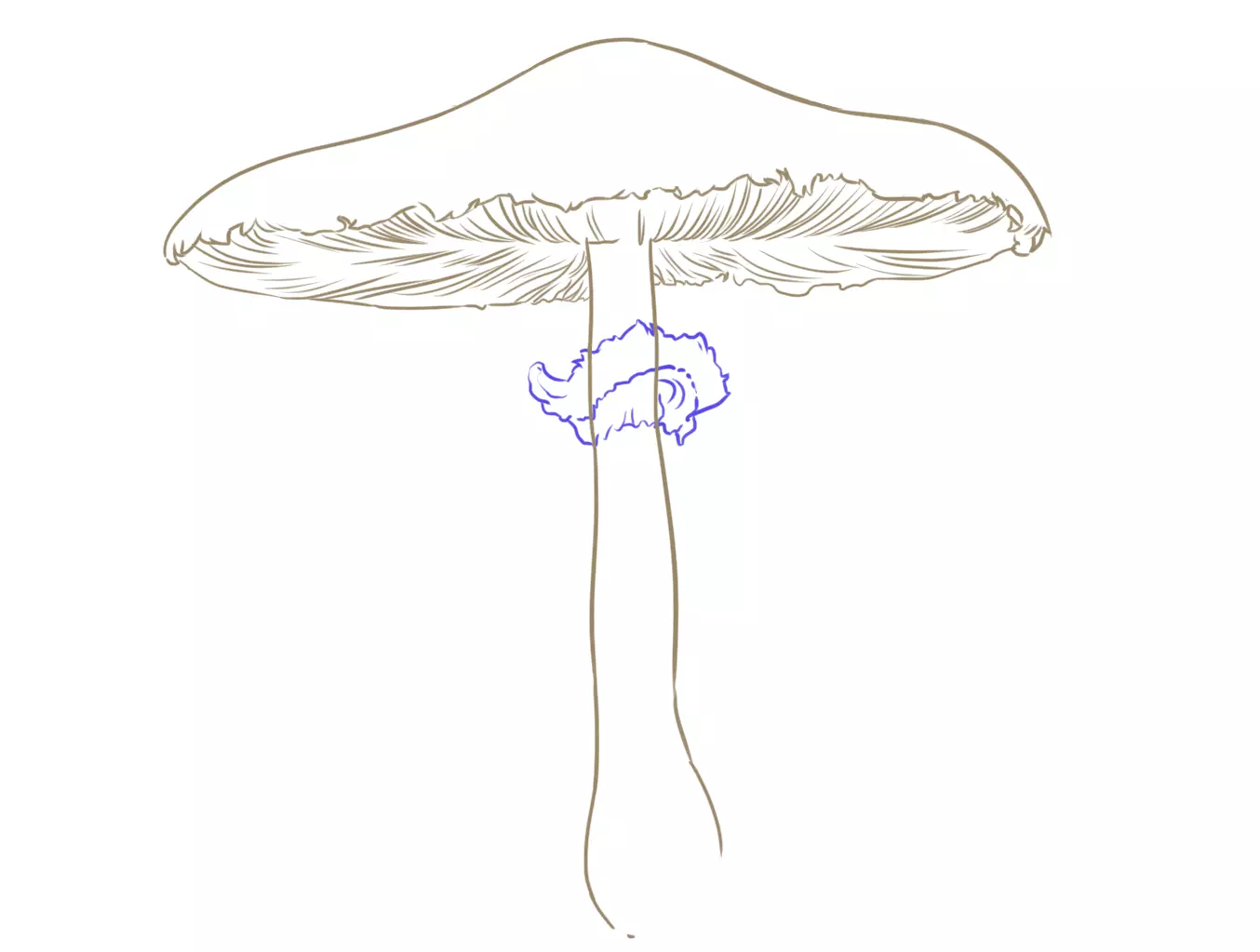 dessin de l’anneau d’un champignon