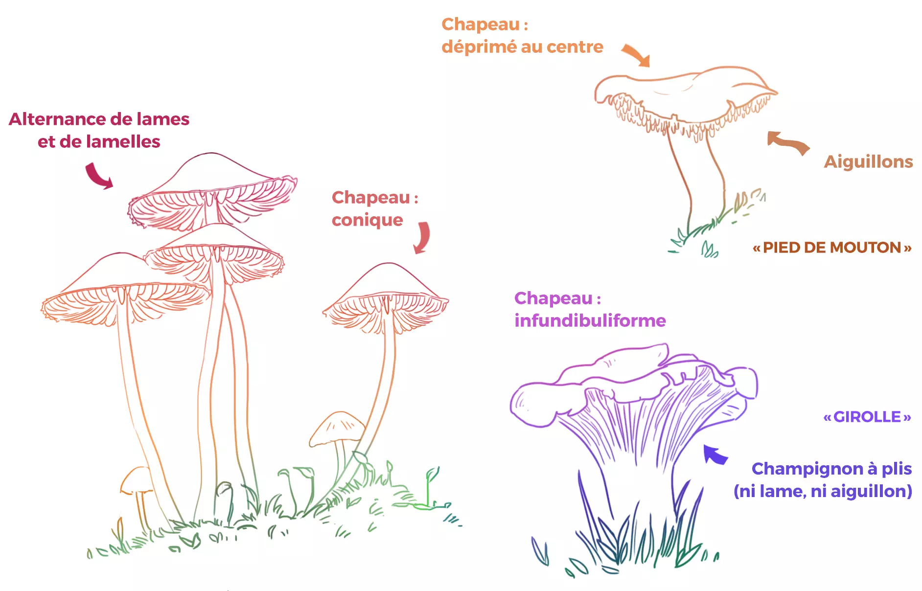 dessin de différents champignons
