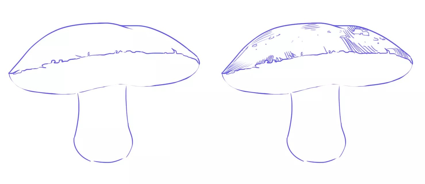 dessin du pied d’un bolet