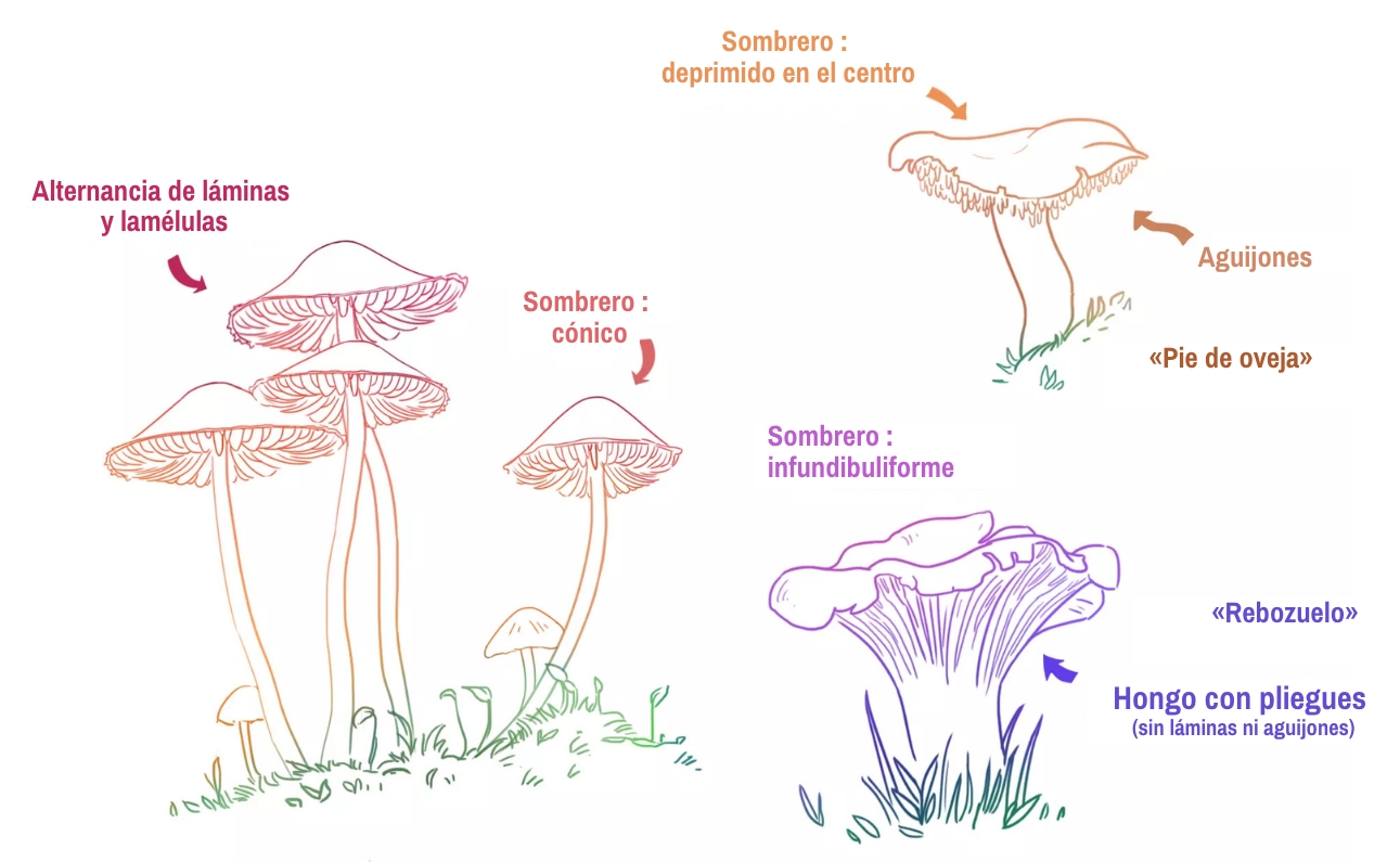 dibujo de diferentes hongos