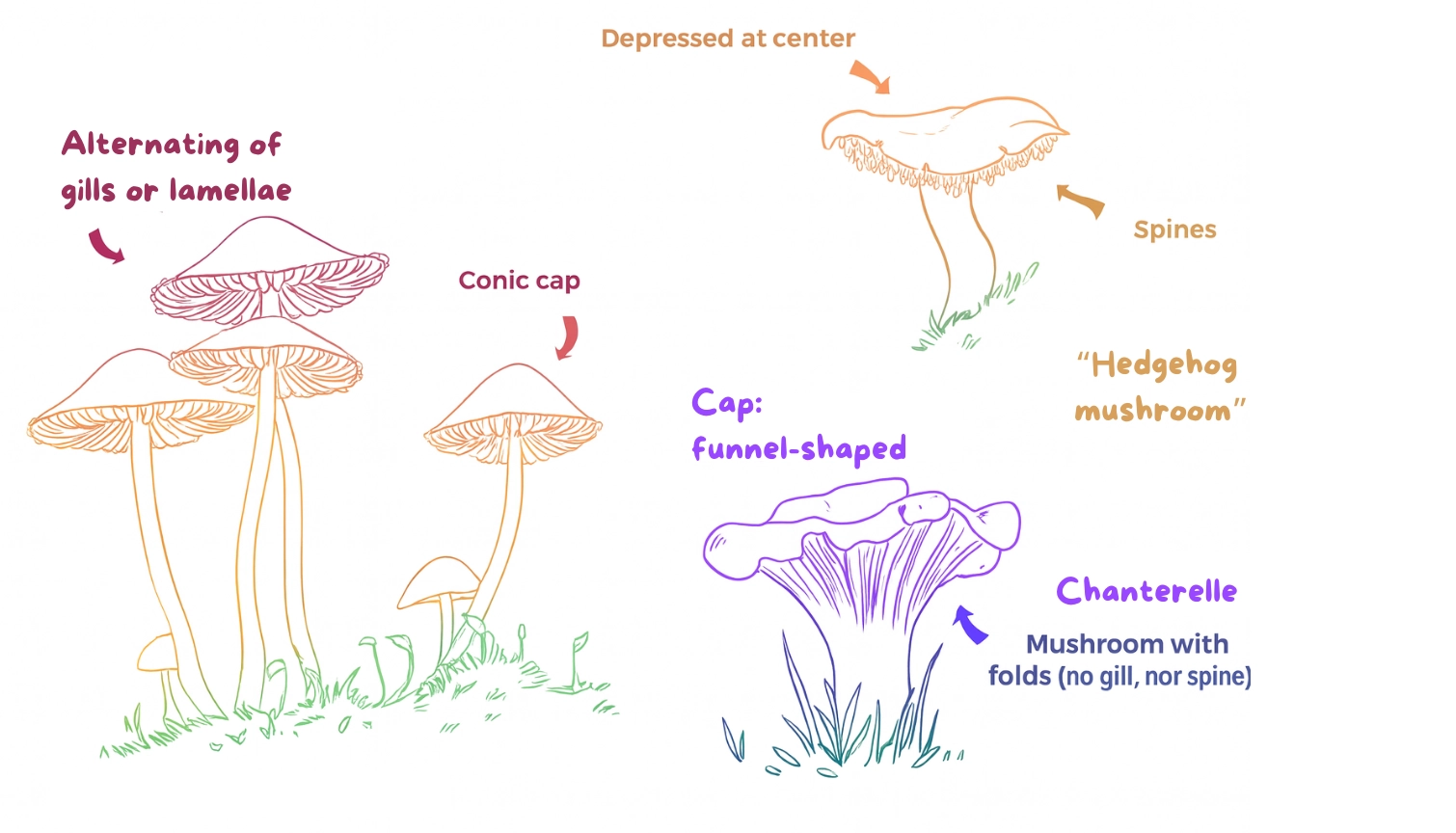 How to Draw Mushroom