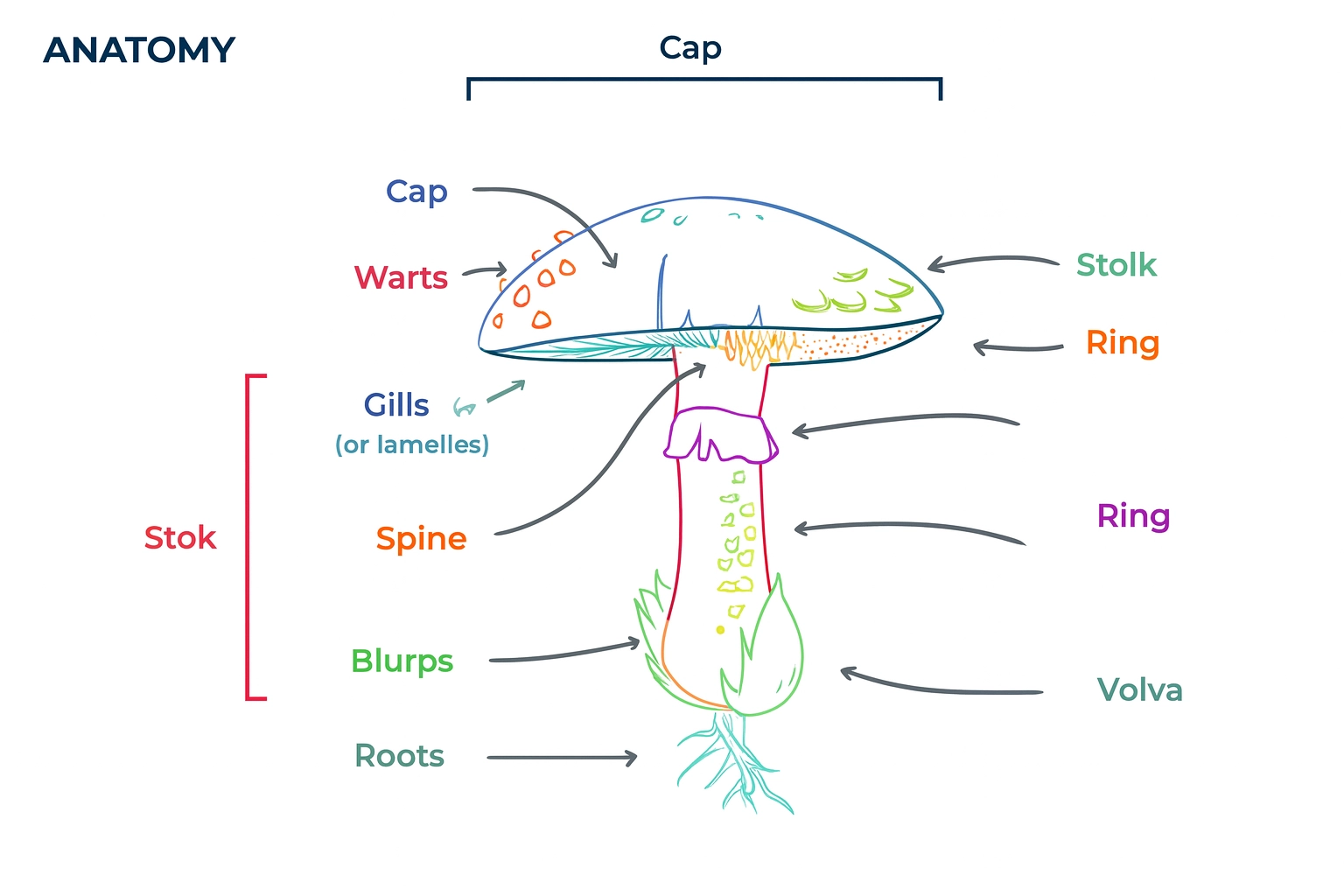 image of the structure of a mushroom