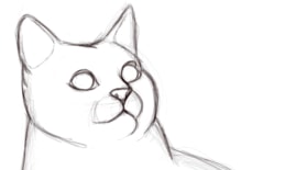 Dessiner le visage d'un chat, étape 2