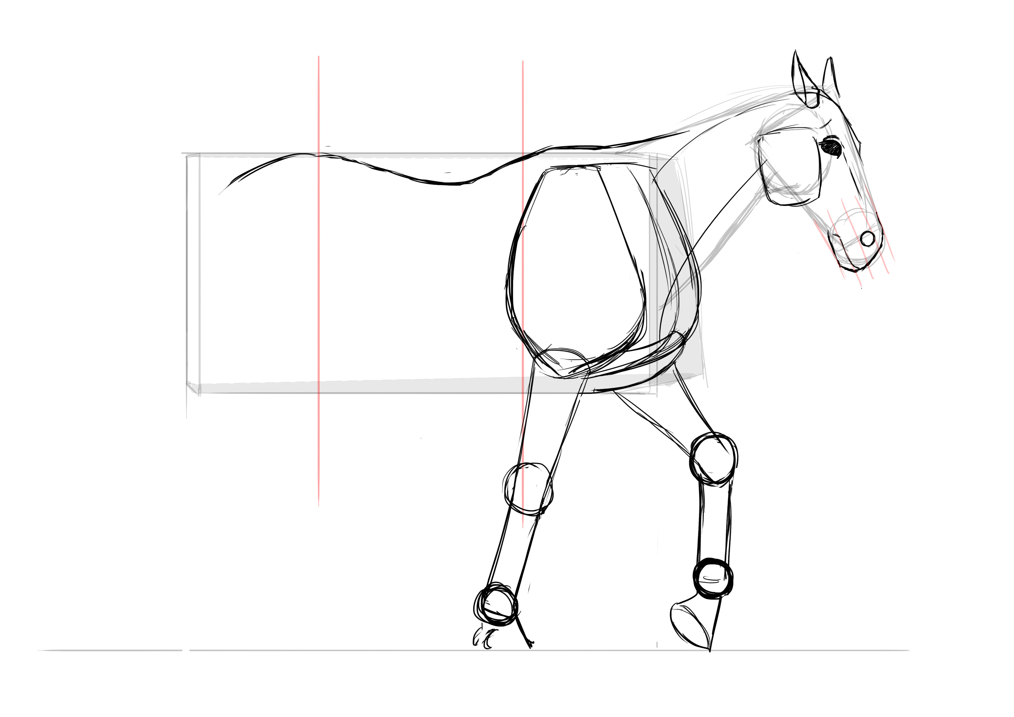 Dessin du dos de cheval