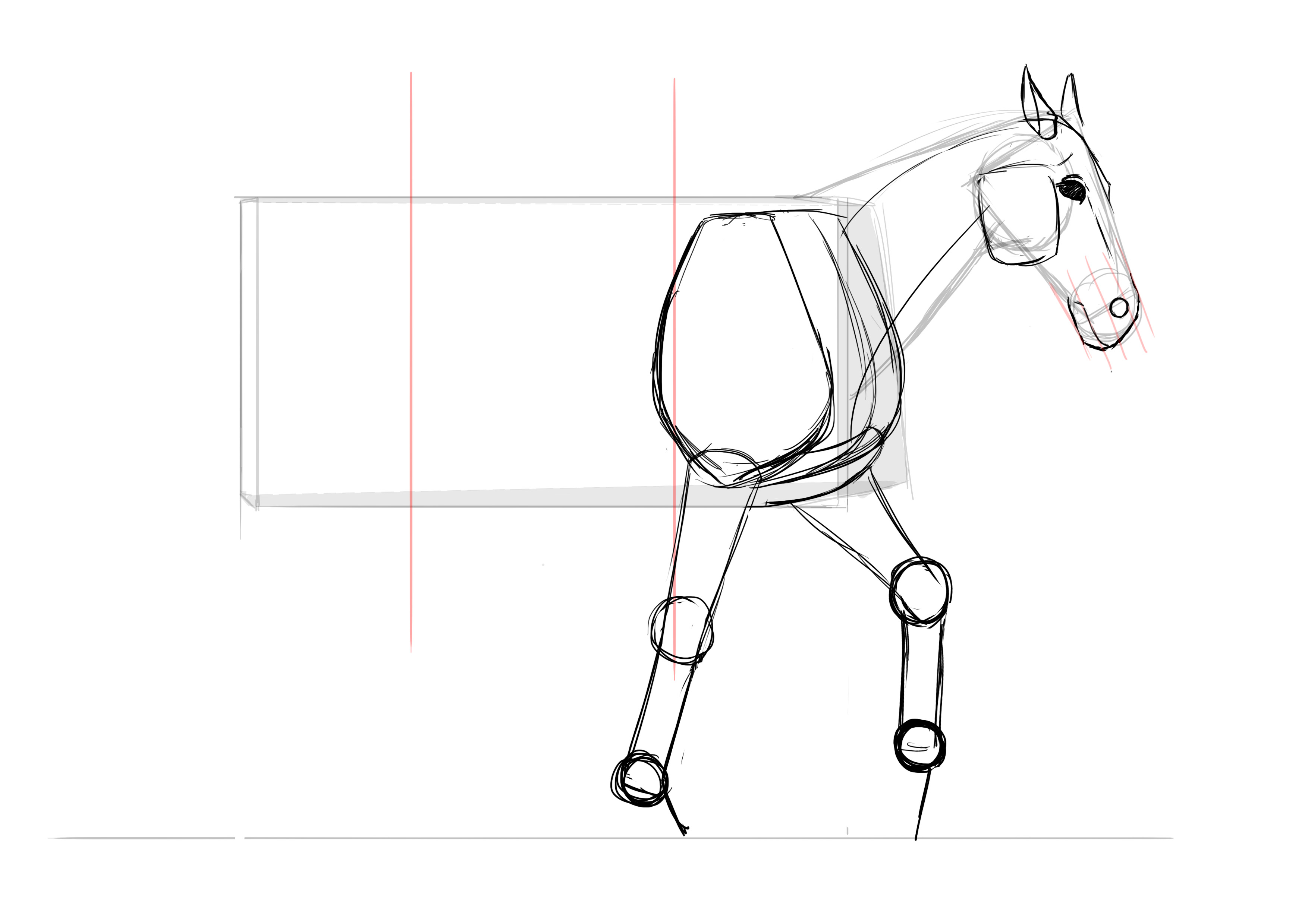 Dessin des pattes antérieures du cheval 3