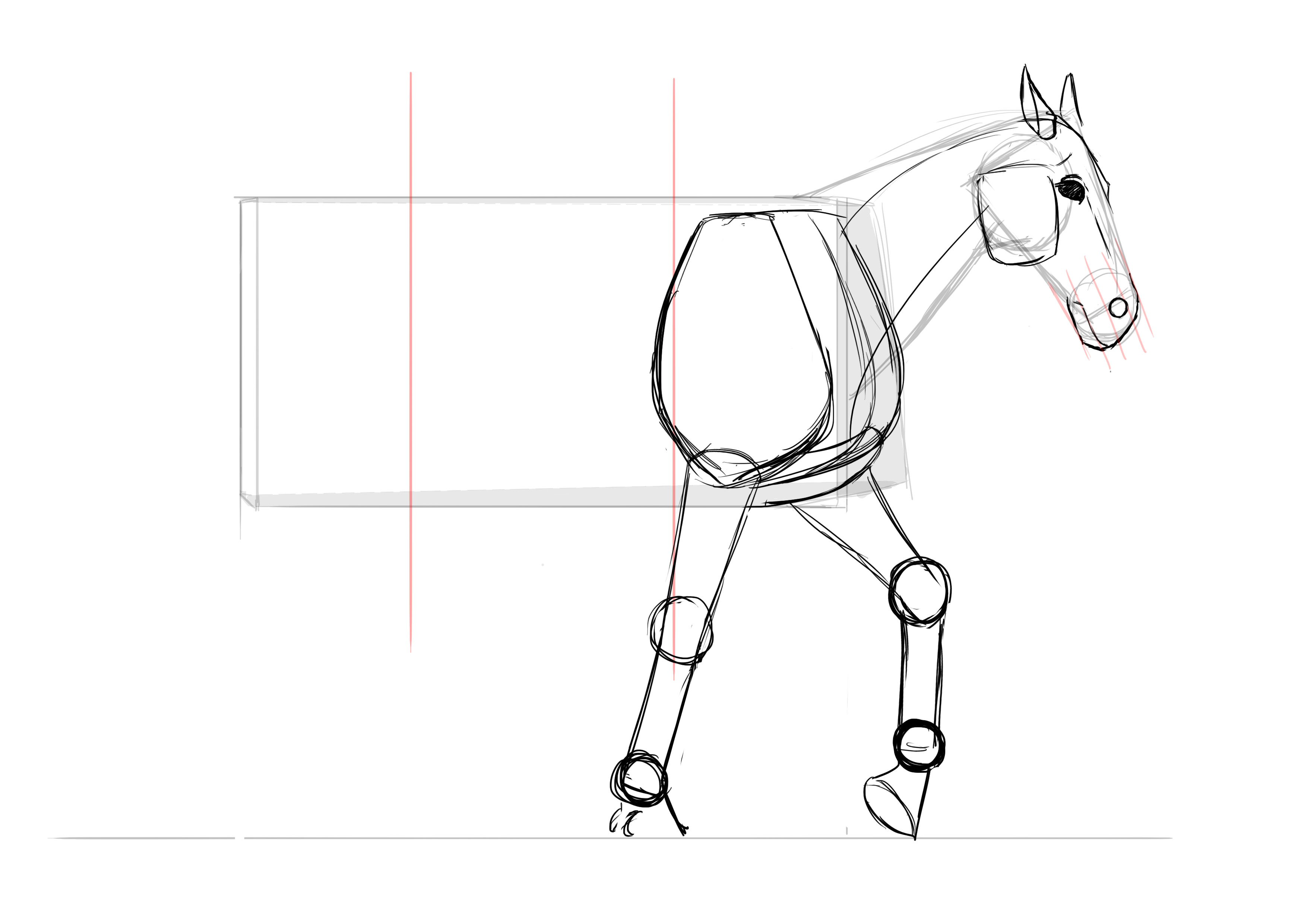 Dessin des pattes antérieures du cheval 4