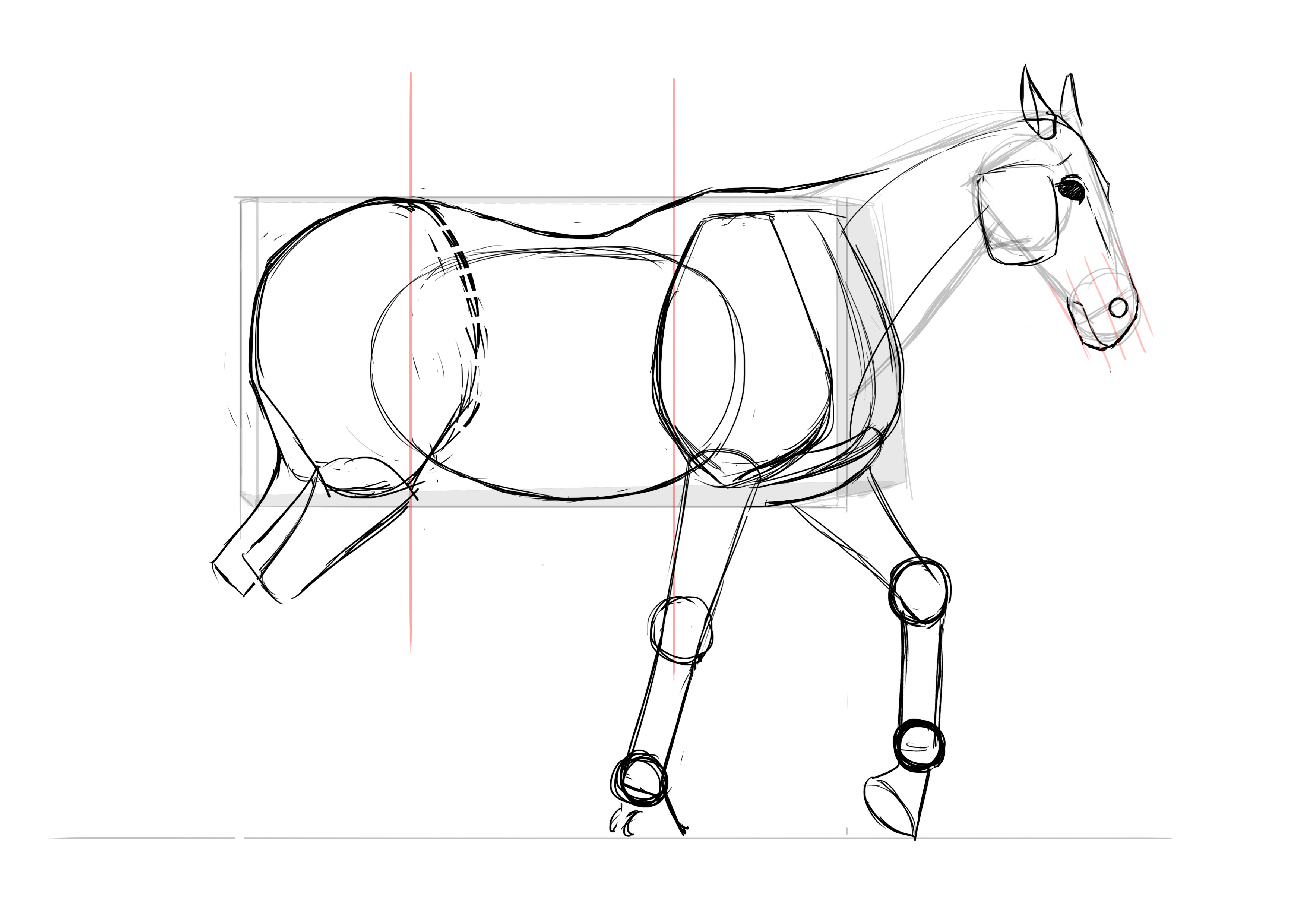 Dessin des pattes arrière du cheval, étape 2