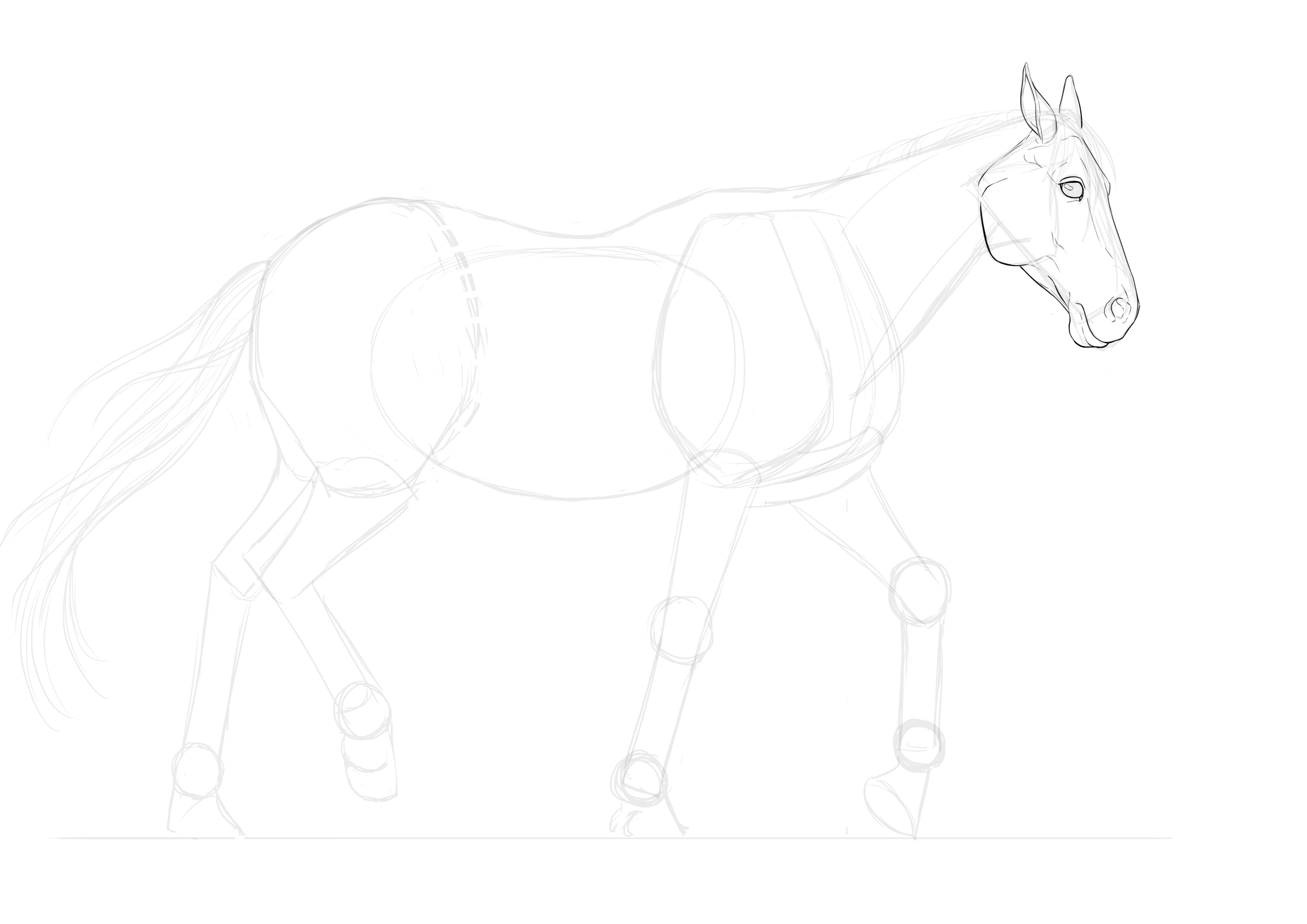 Dessiner les détails de la tête du cheval, étape 6