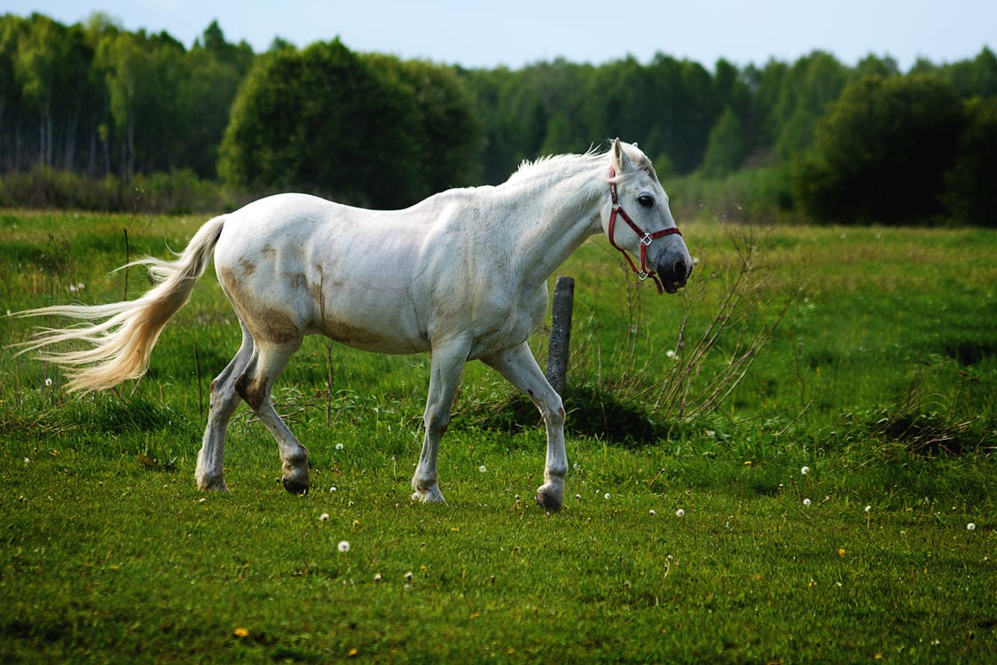 Photo de cheval entier 2