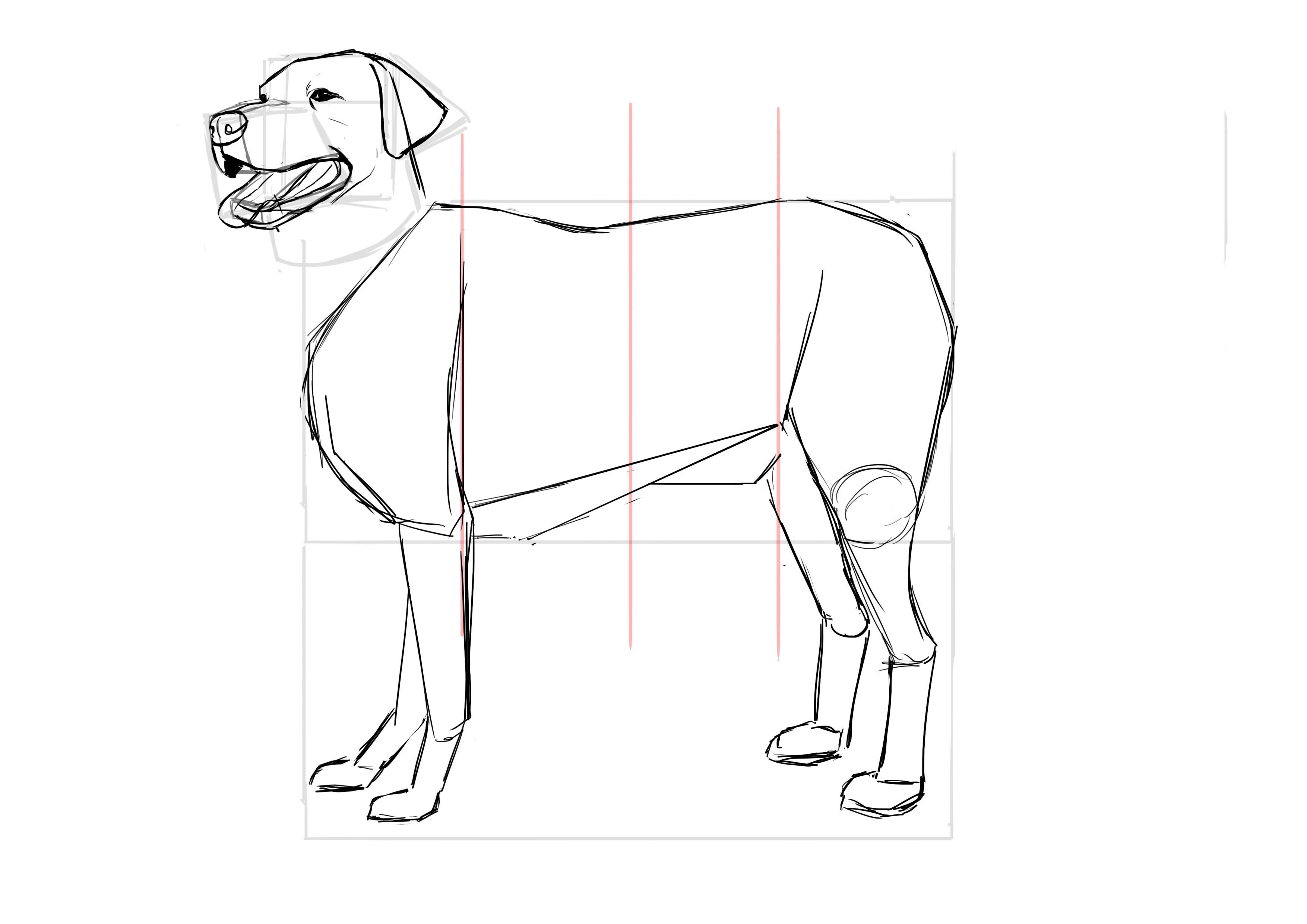 Dessiner l'abdomen du labrador 3