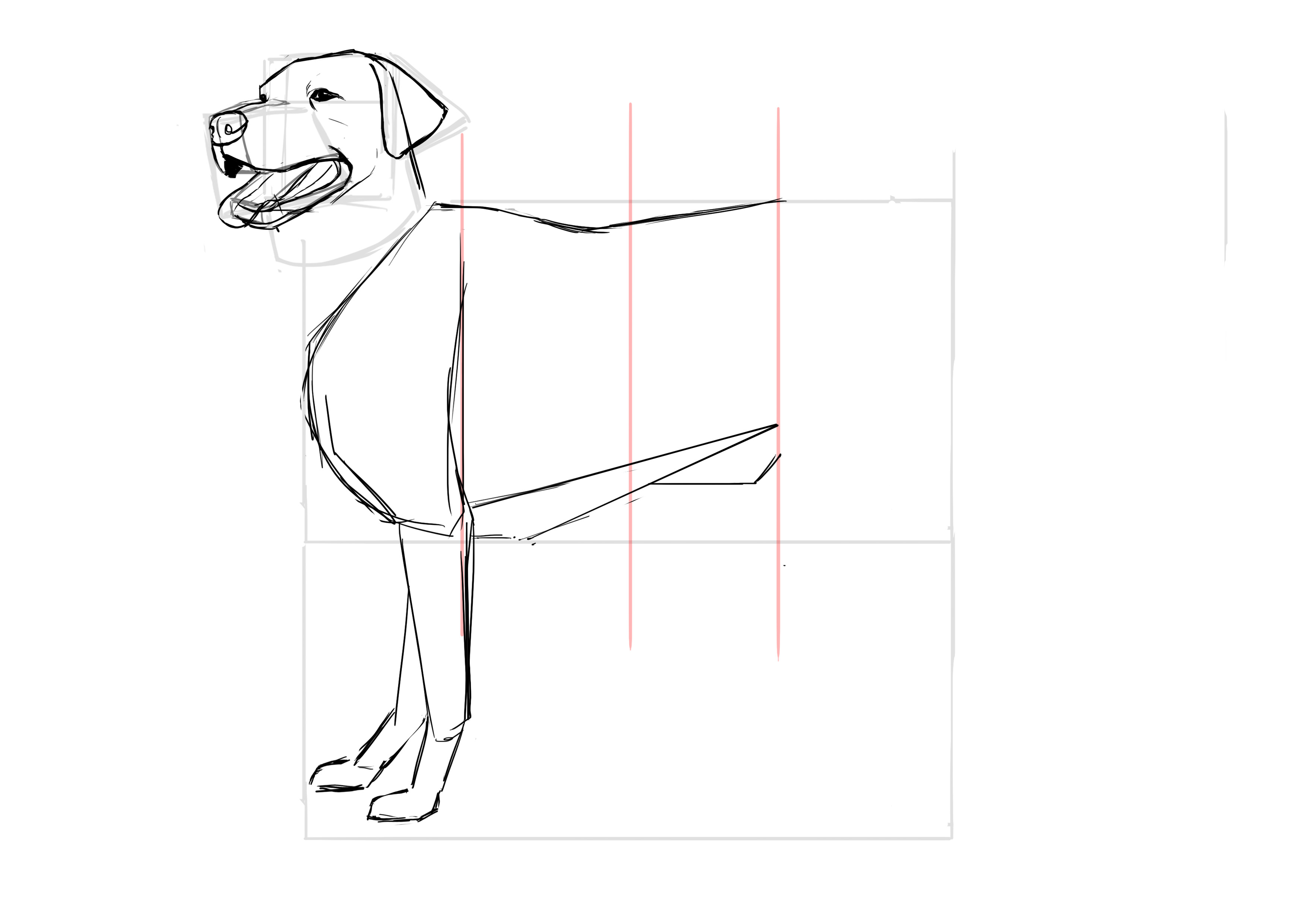 Dessiner l'abdomen du labrador