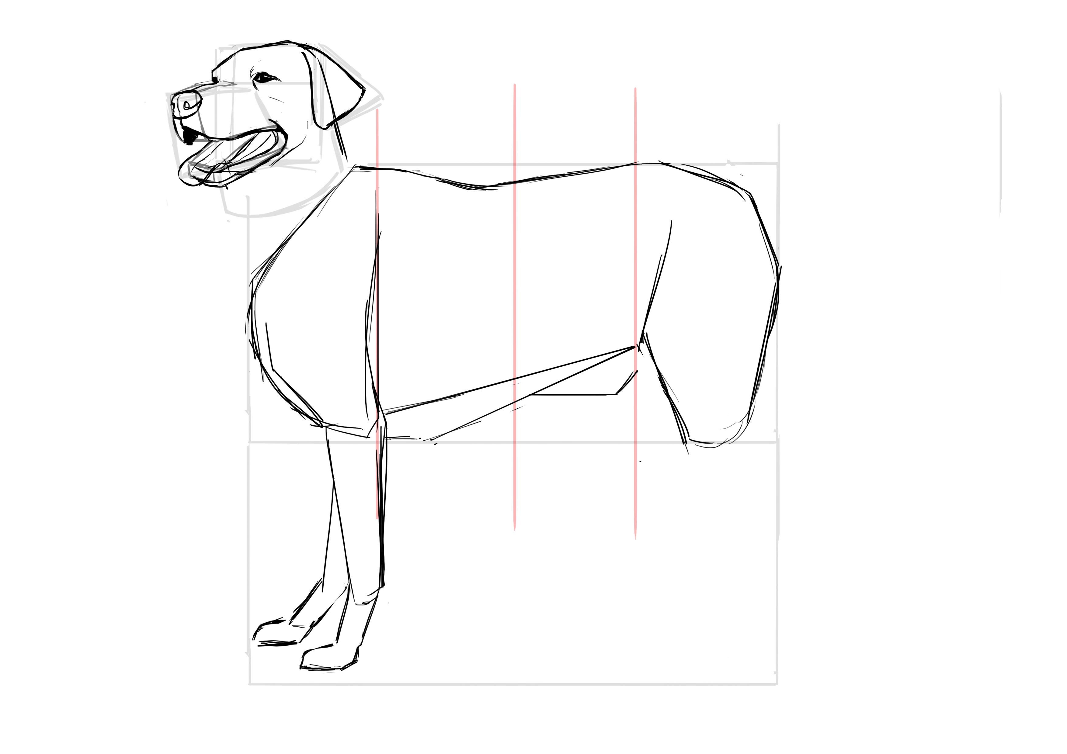 Dessiner l'arrière-train du labrador