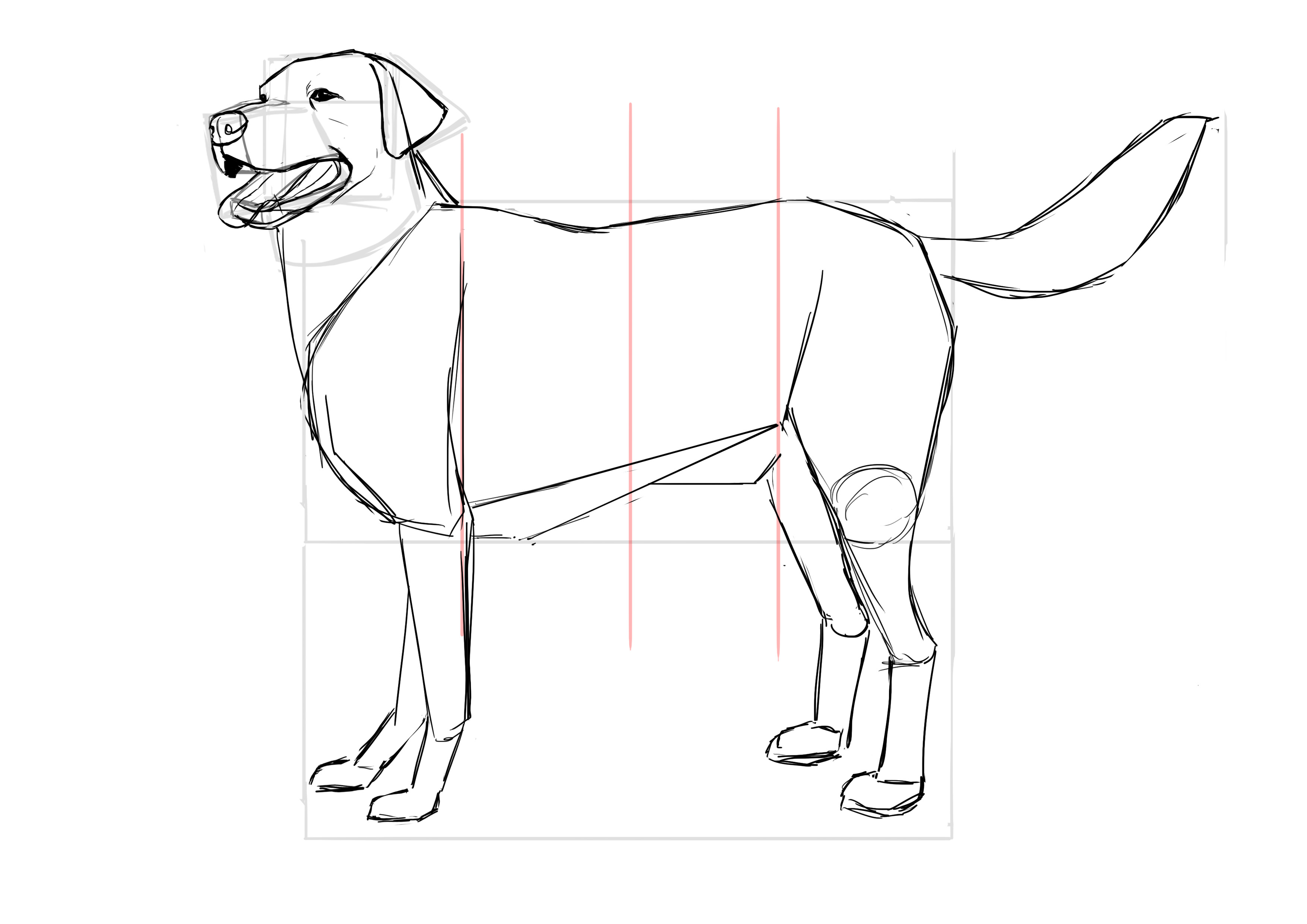 Dibujar el cuello del labrador