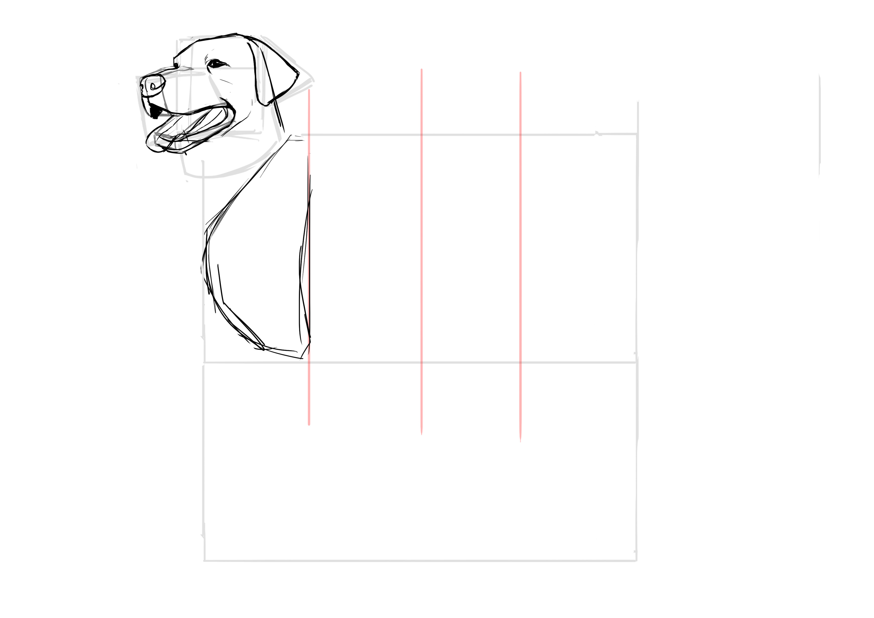 Dessiner les épaules du labrador