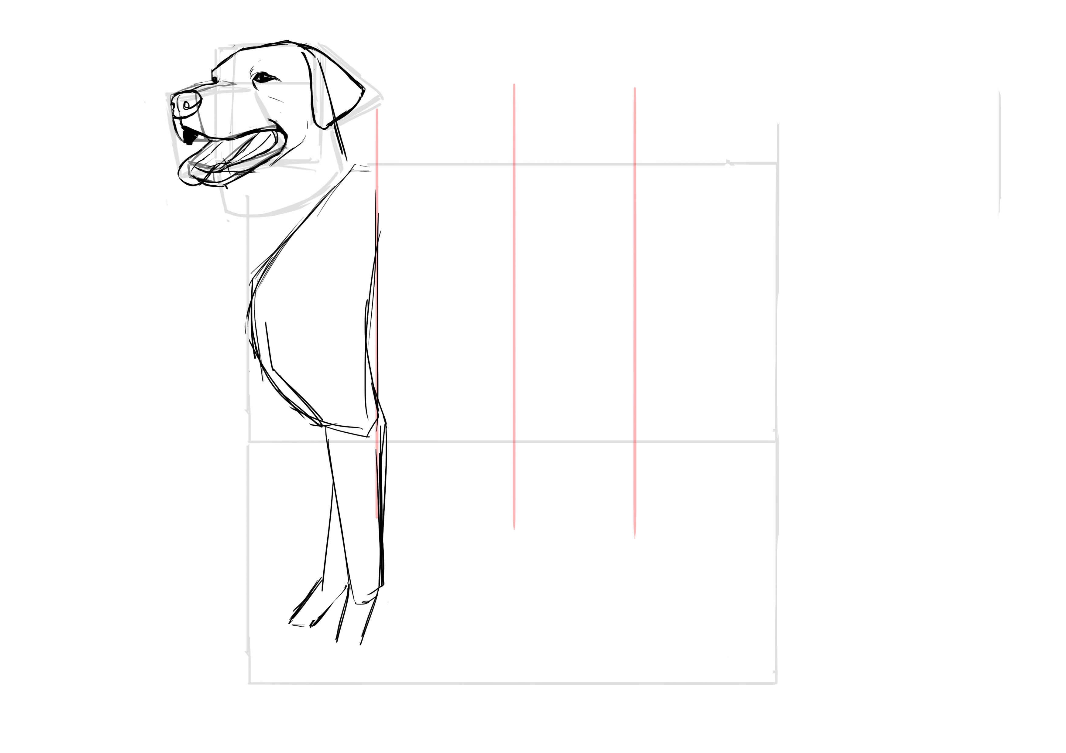 Dessiner les pattes avant du labrador 2