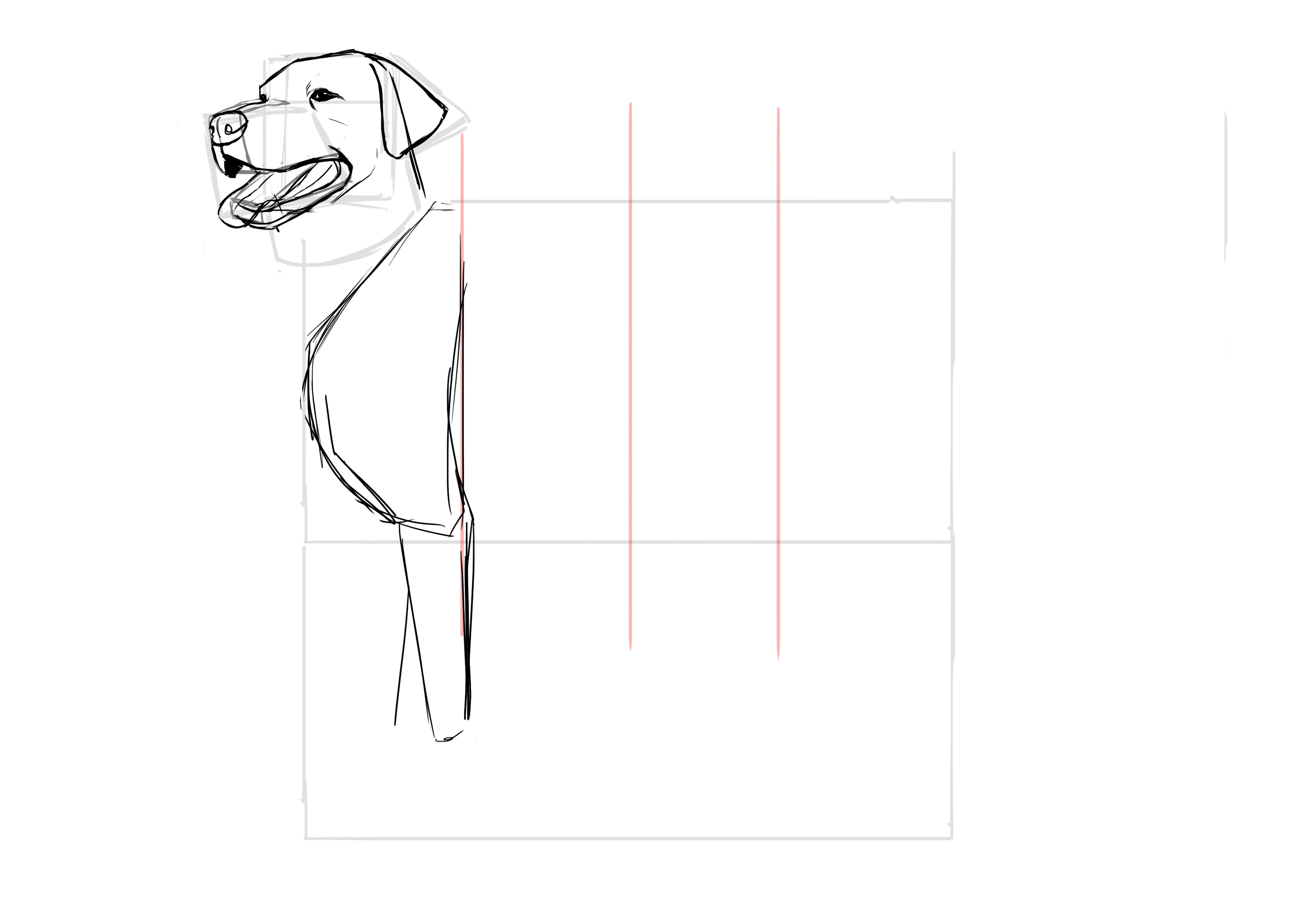 Dessiner les pattes avant du labrador