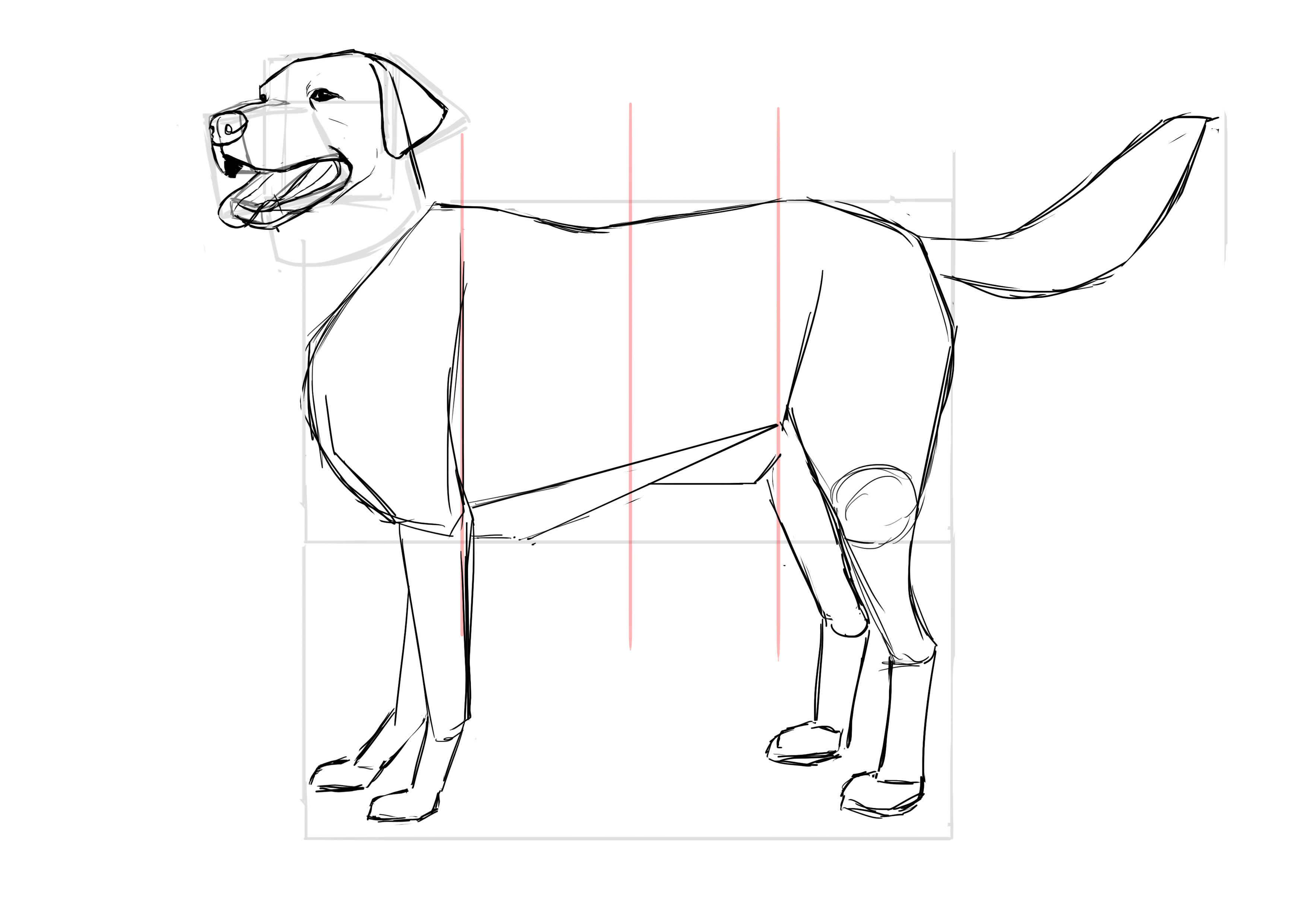 Dibujar la cola del labrador