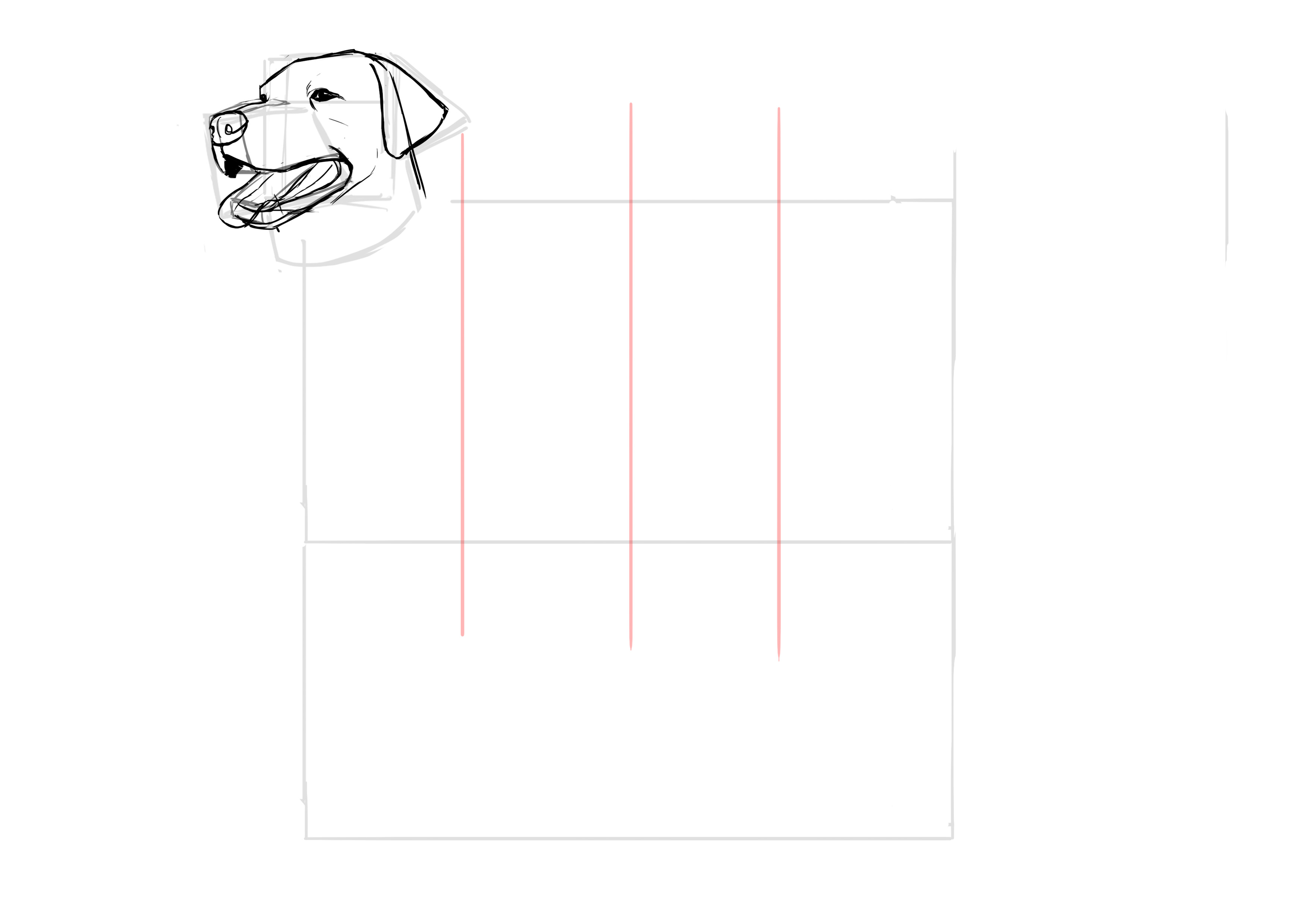 Proportions du corps du labrador