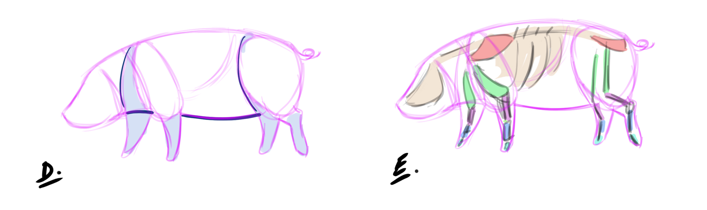 croquis des pattes et ventre du cochon