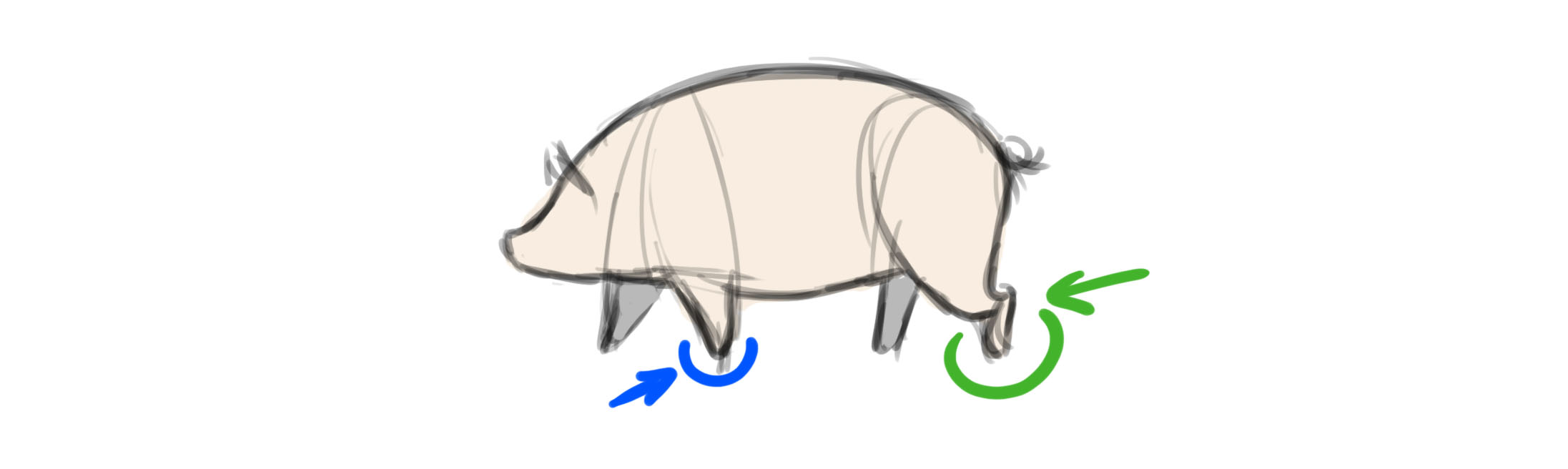 croquis rapide du cochon