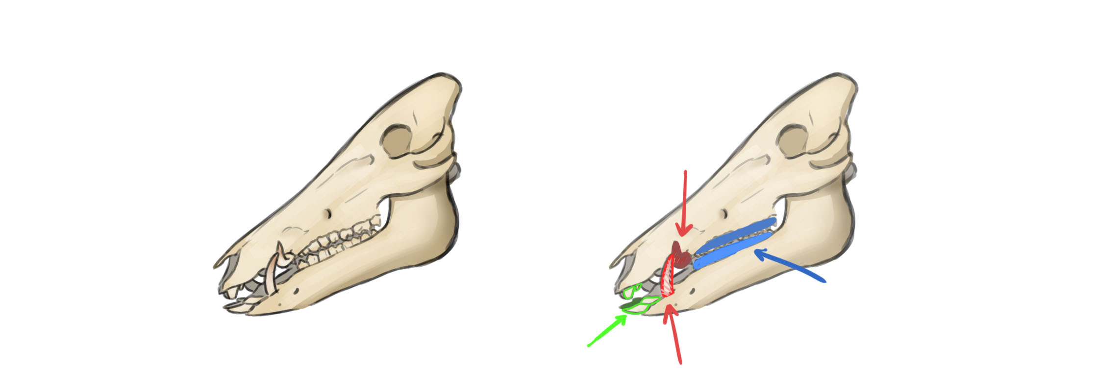 dessin du crâne du cochon