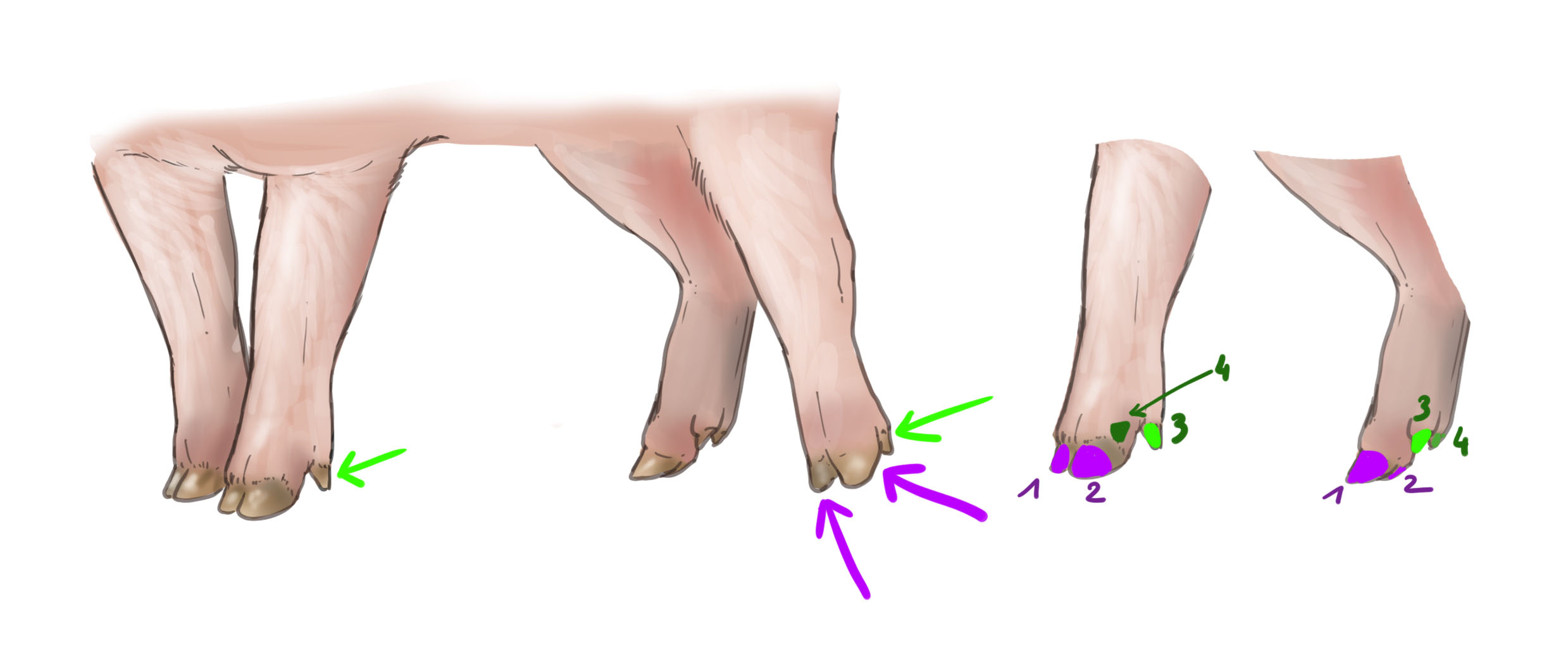 dessiner les pattes du cochon