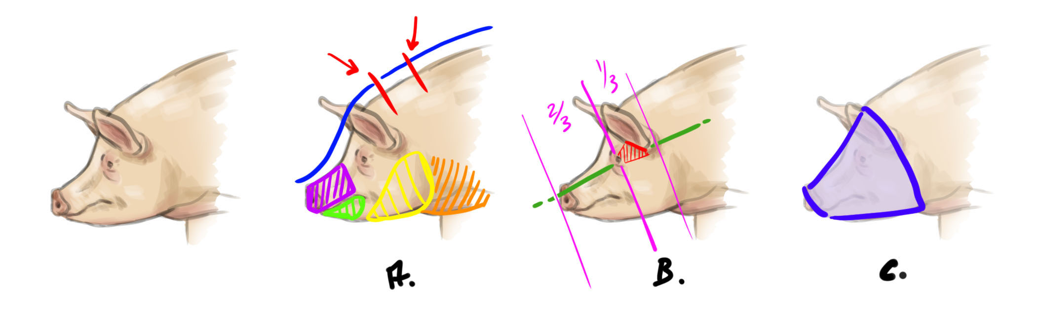 illustrations de la structure de la tête du cochon