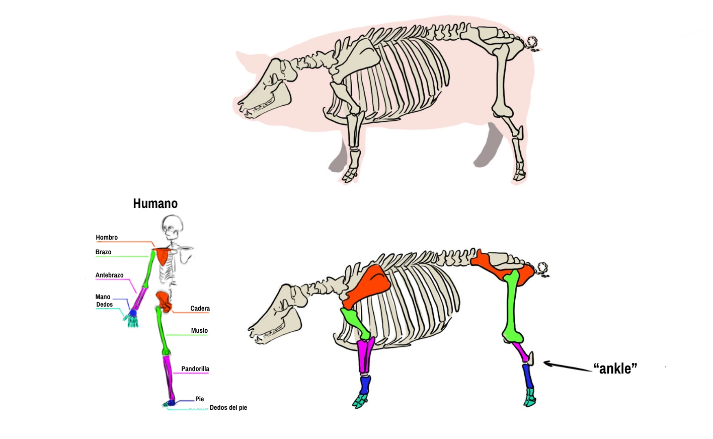 Ilustración del esqueleto del cerdo