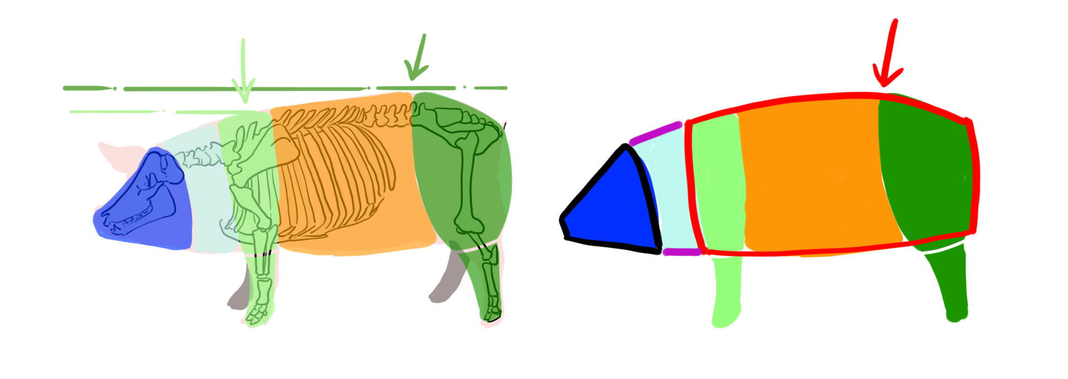 images des parties distinctes du cochon