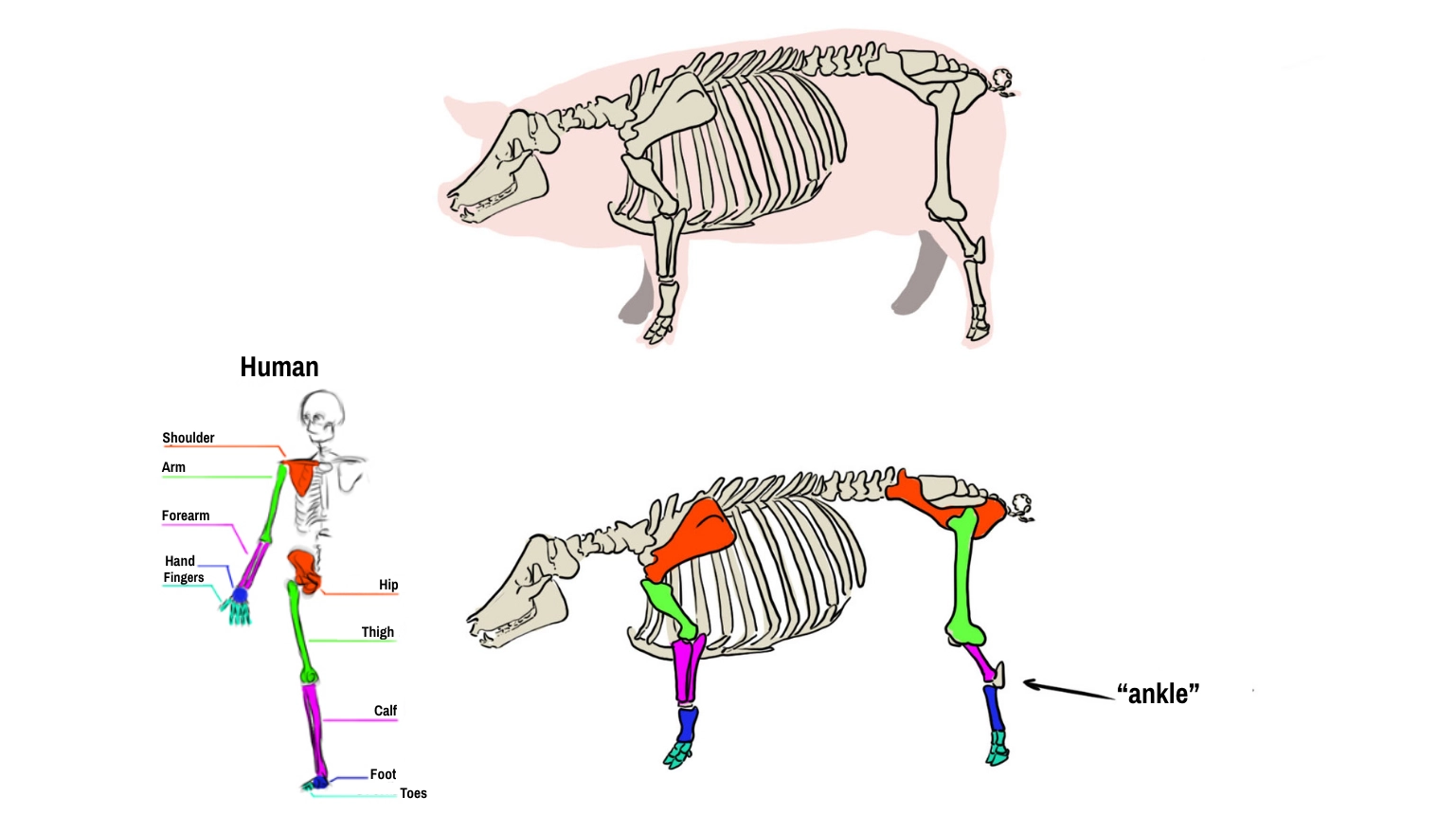 Illustration of a pig skeleton