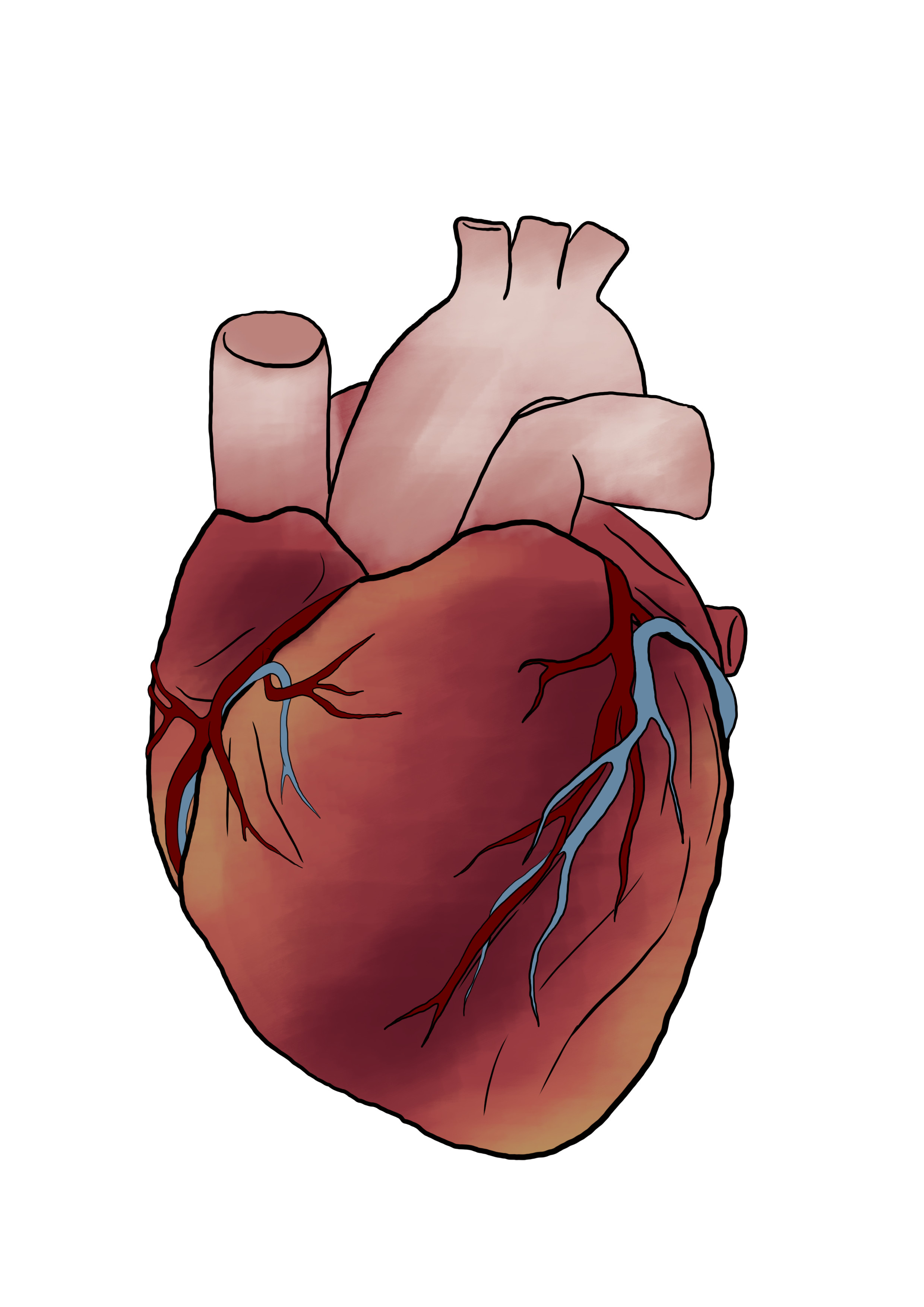 appliquer la couleur aux veines du coeur