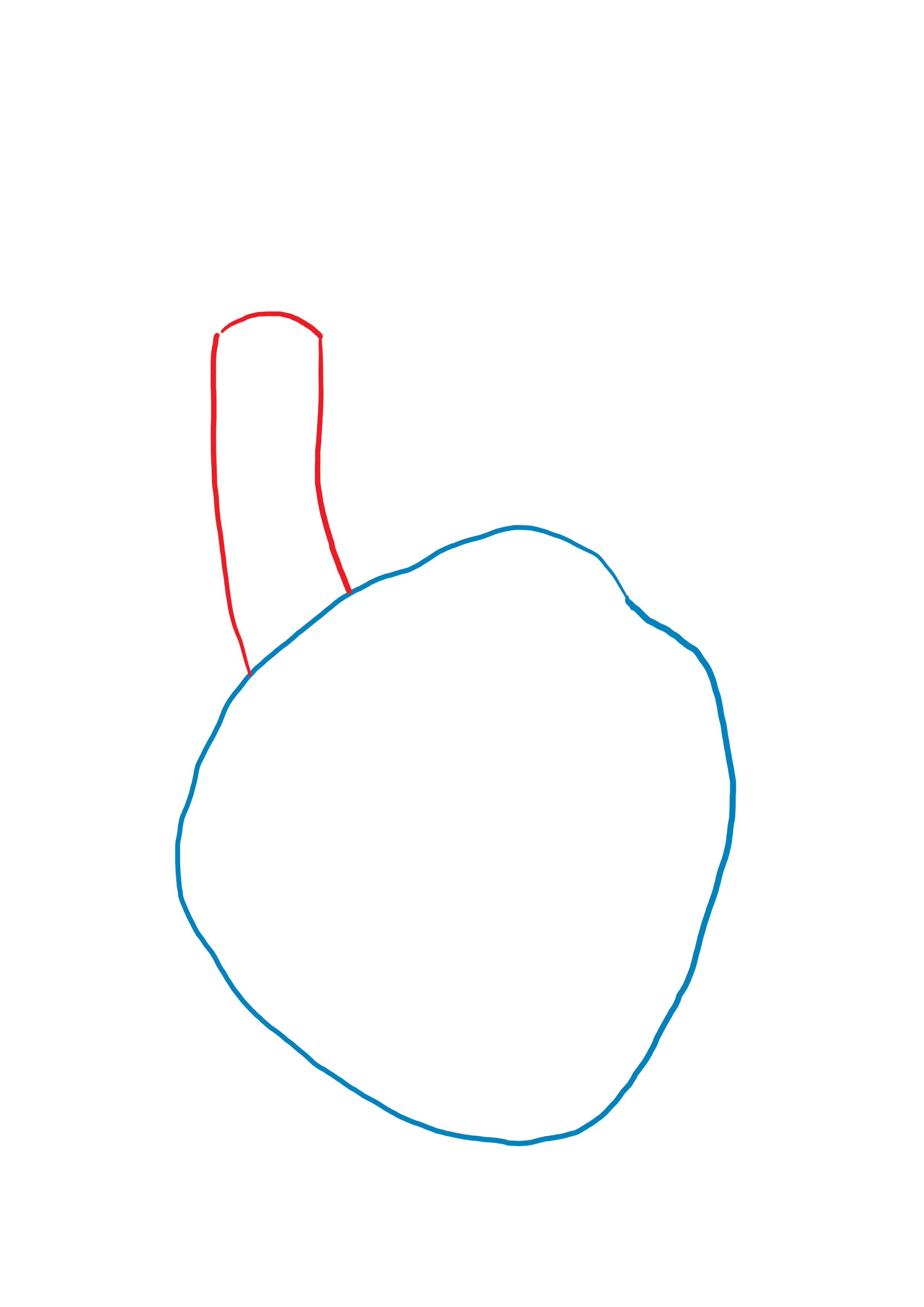 dessiner la veine cave supérieure du coeur anatomique