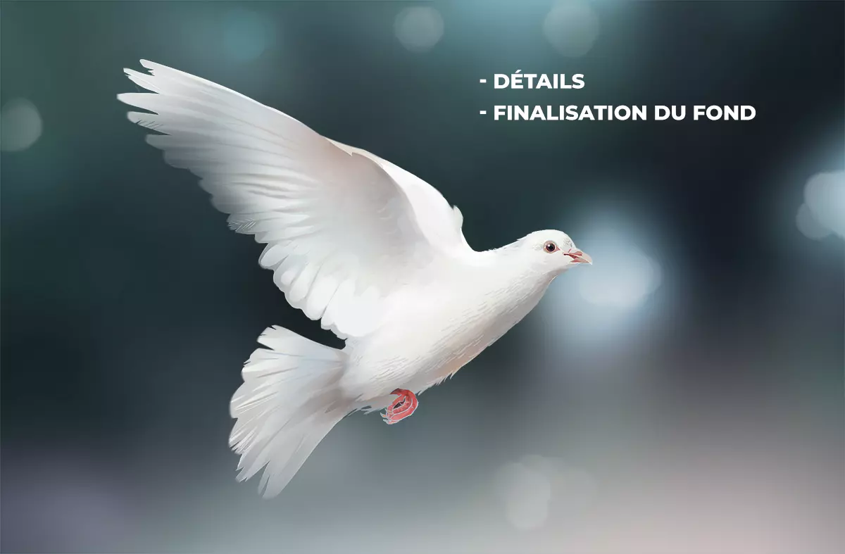 dessin d’une colombe