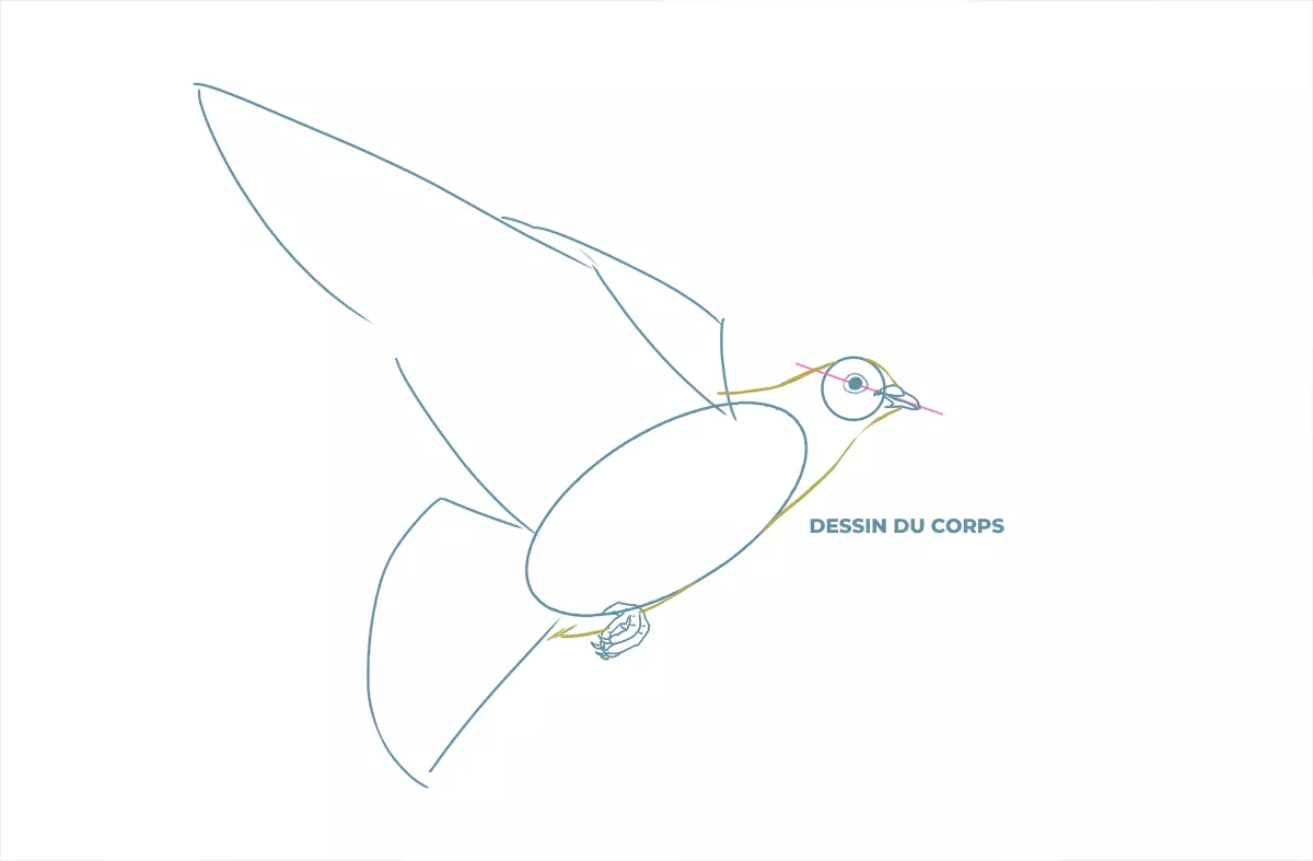 dessin des contours du corps d’une colombe