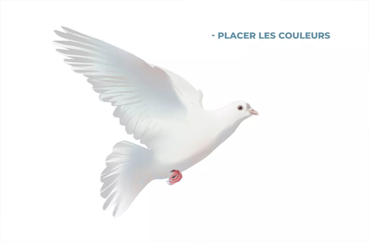 dessin en couleur d’une colombe