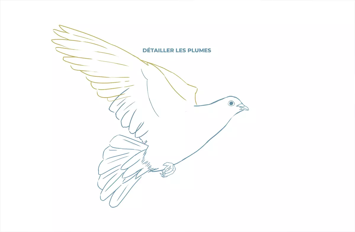 dessin détaillé des plumes d’une colombe