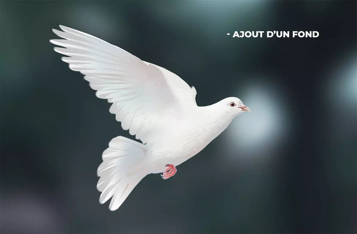 dessin d’une colombe avec un fond