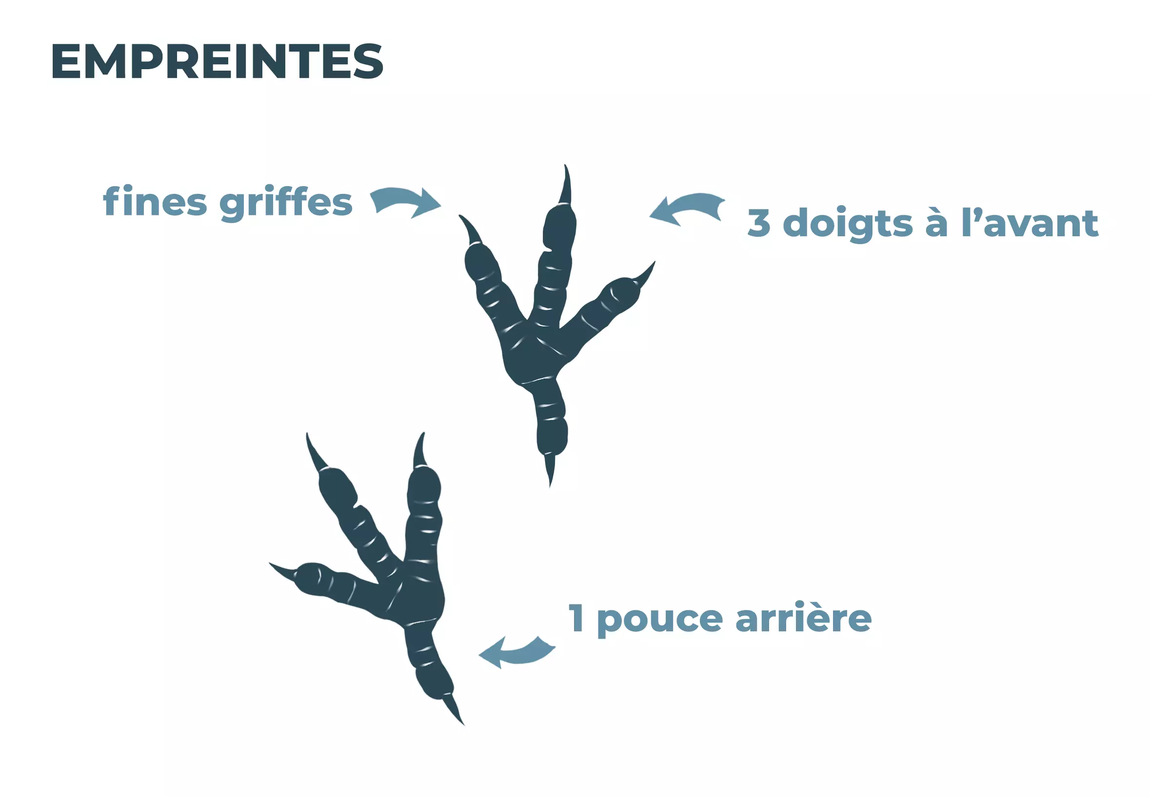 Dessin des griffes d’une colombe.