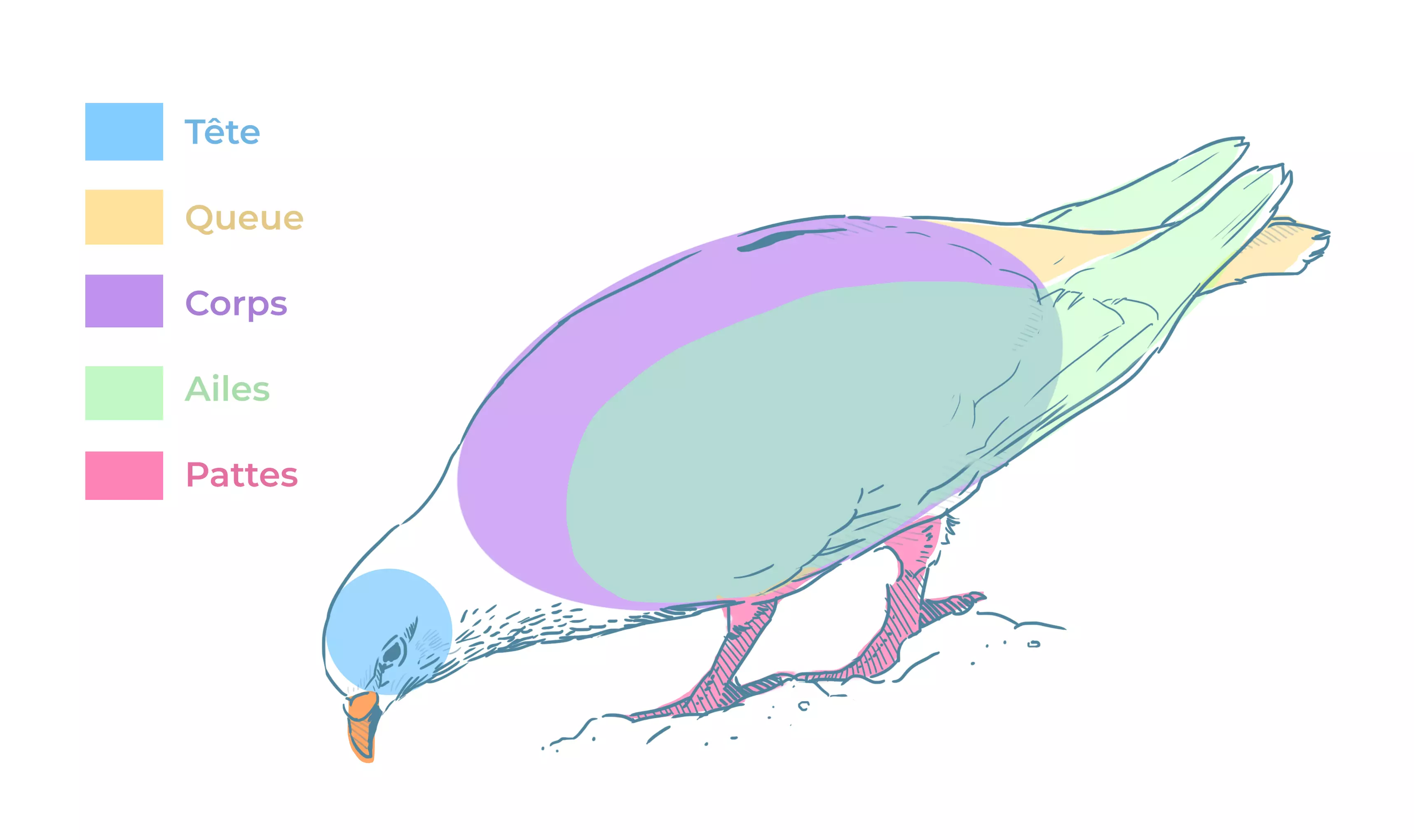 dessin des membres d’une colombe