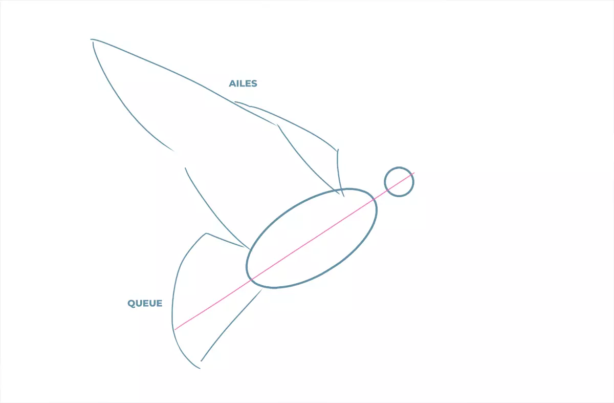 dessin de la queue et des ailes d’une colombe