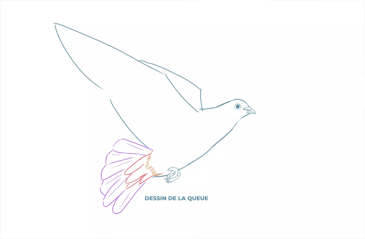 dessin de la queue d’une colombe
