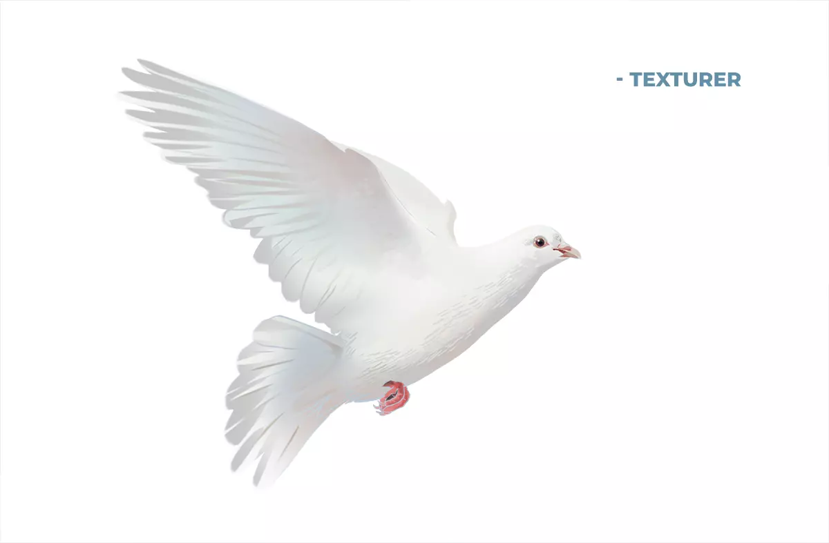 dessin des textures d’une colombe