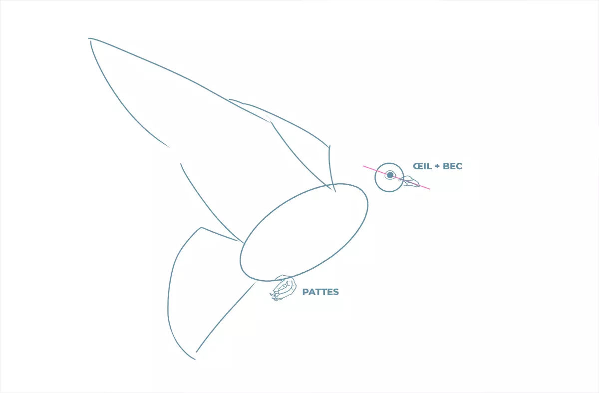 dessin du visage et des pattes d’une colombe
