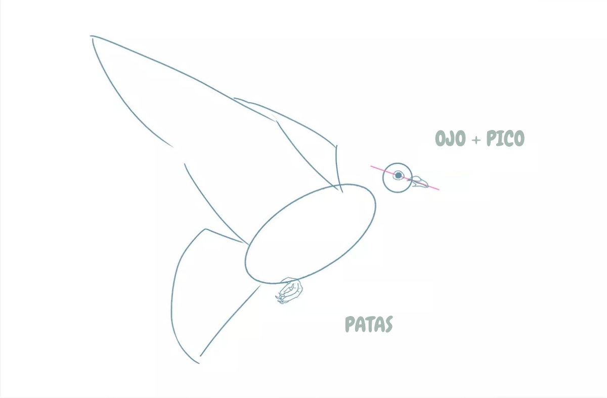 dibujo de la cola y las alas de una paloma