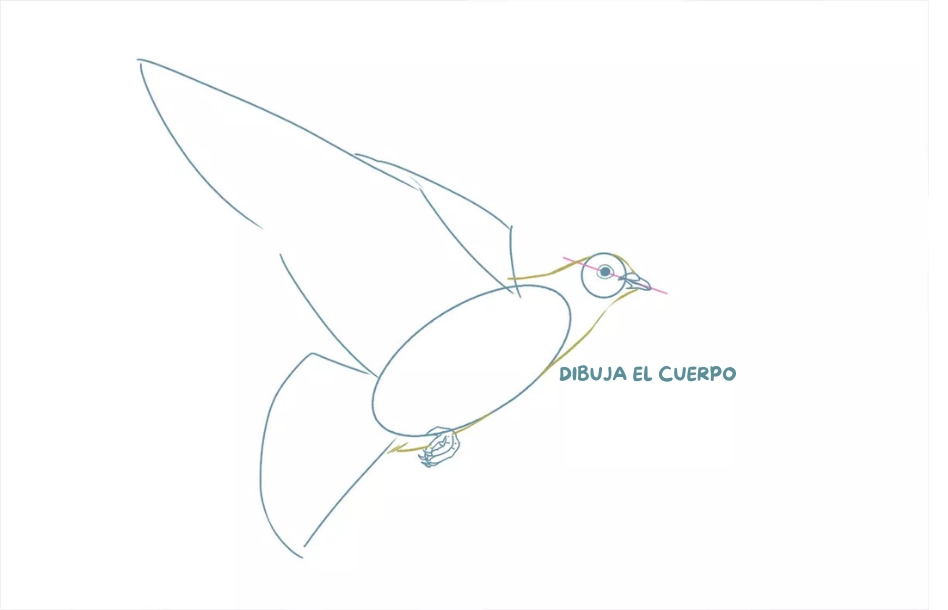 dibujo de los contornos del cuerpo de una paloma