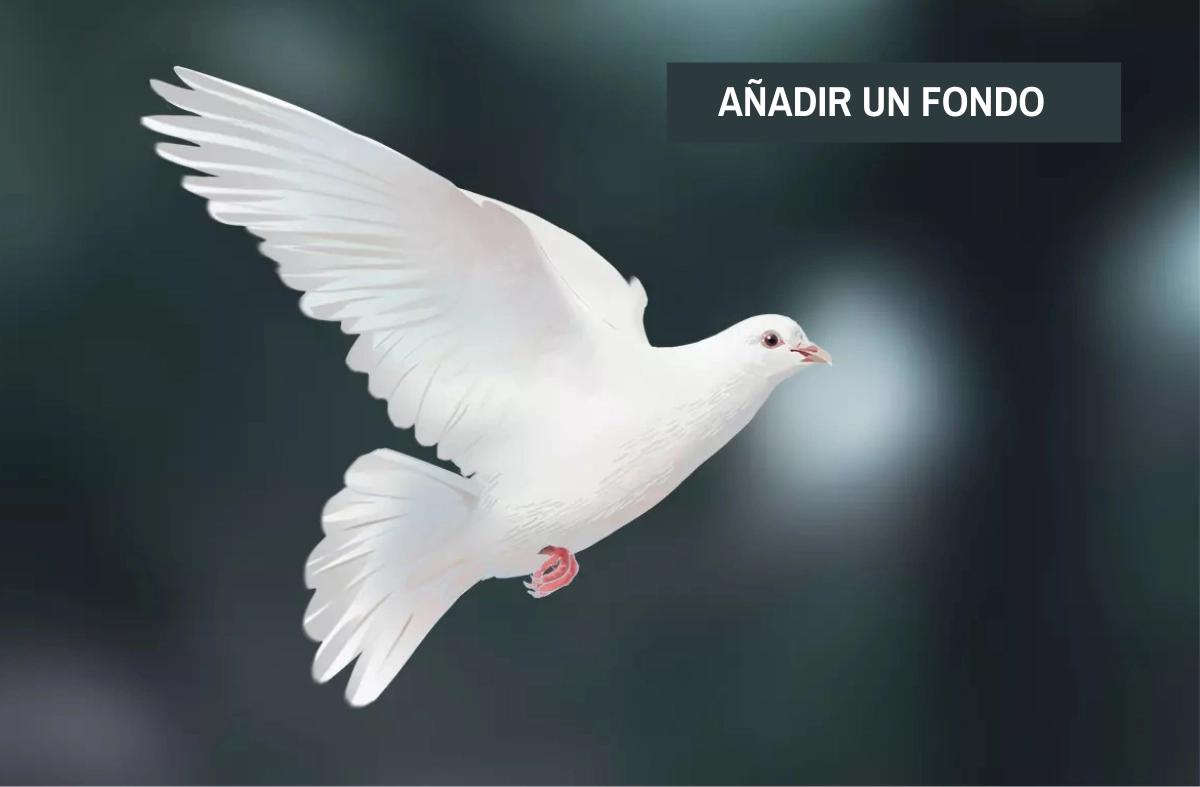 dibujo de una paloma con un fondo