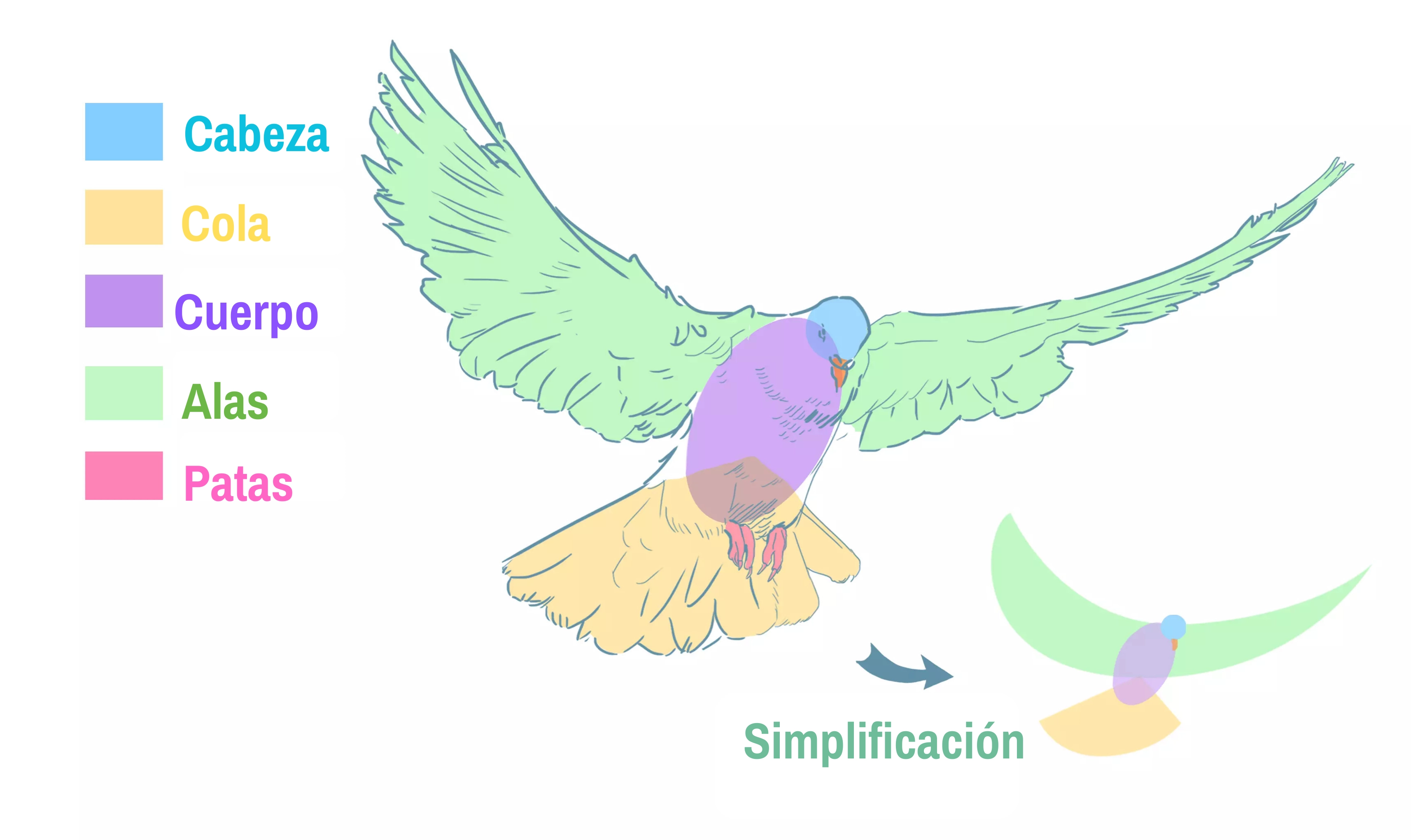 dibujo de los miembros de una paloma en vuelo