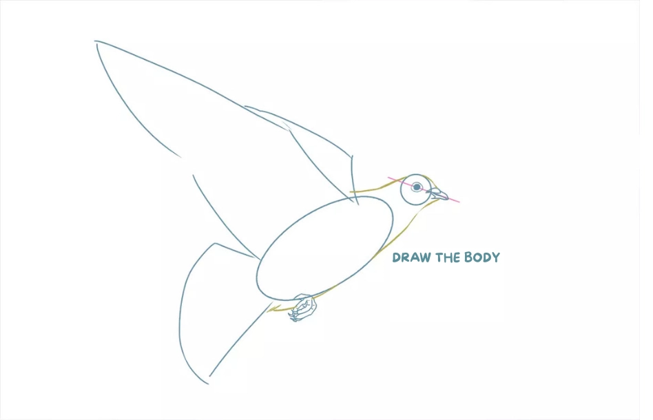 outline drawing of a dove's body