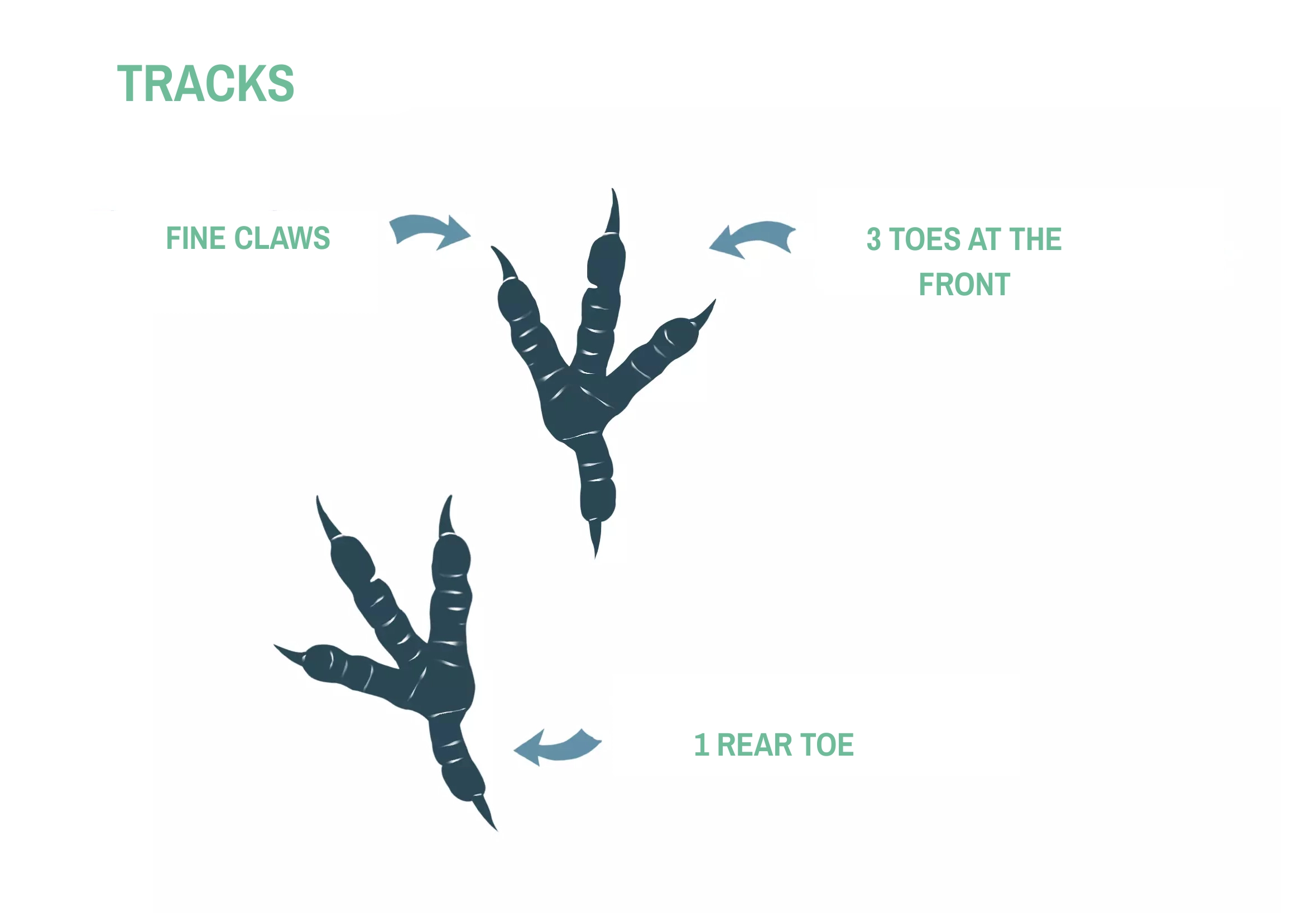 Drawing of a dove's claws.