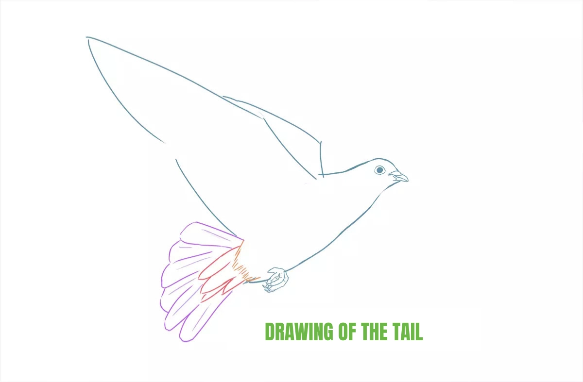 drawing of a dove's tail